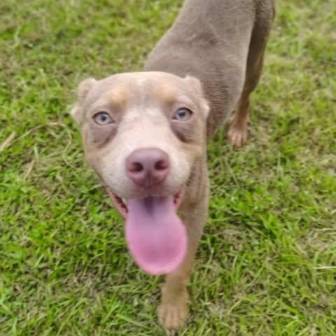 Peanut, adopted, Young Female Chocolate Labrador Retriever.