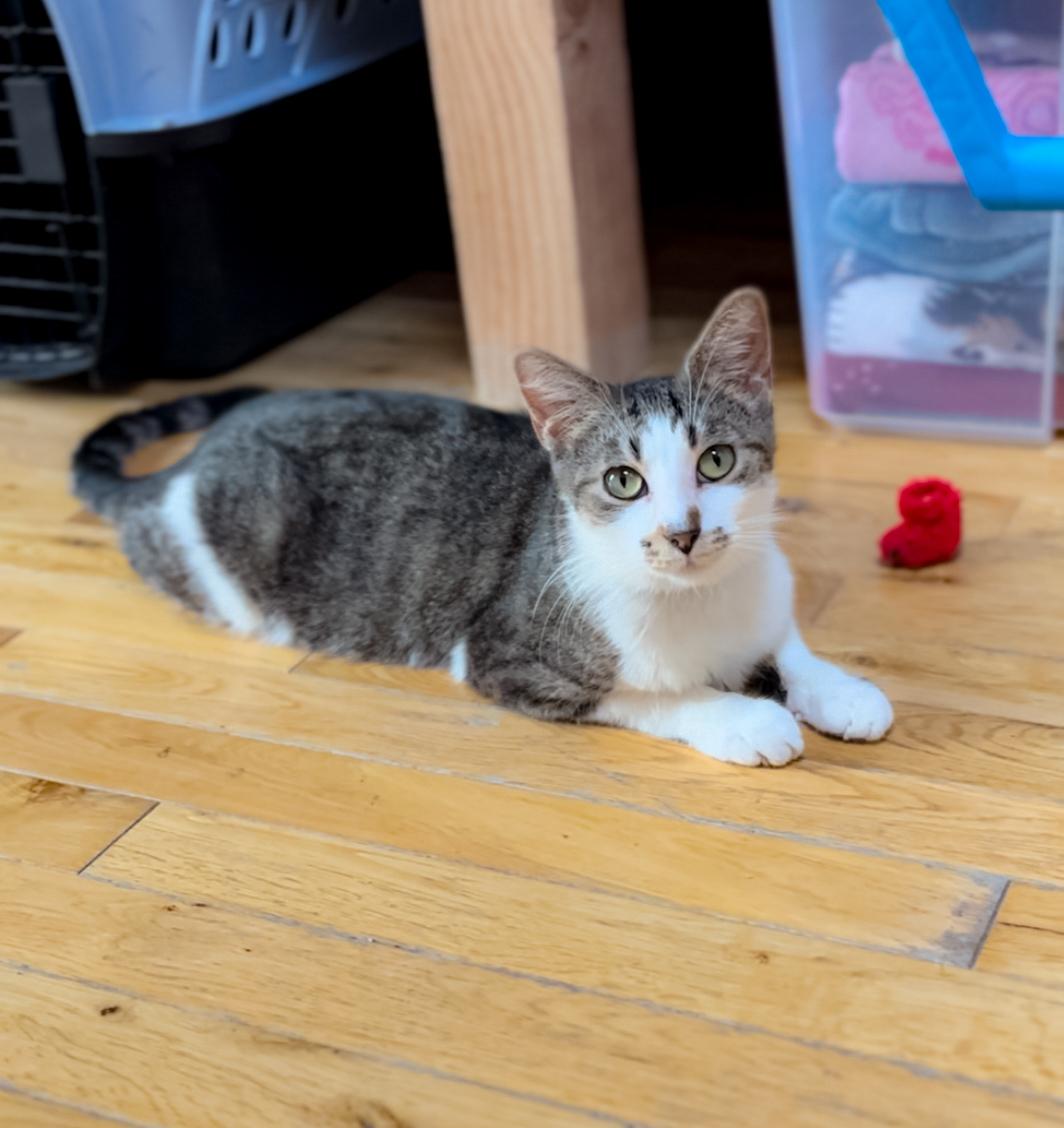 Cindy, Adoptable, Adult Female Domestic Short Hair.