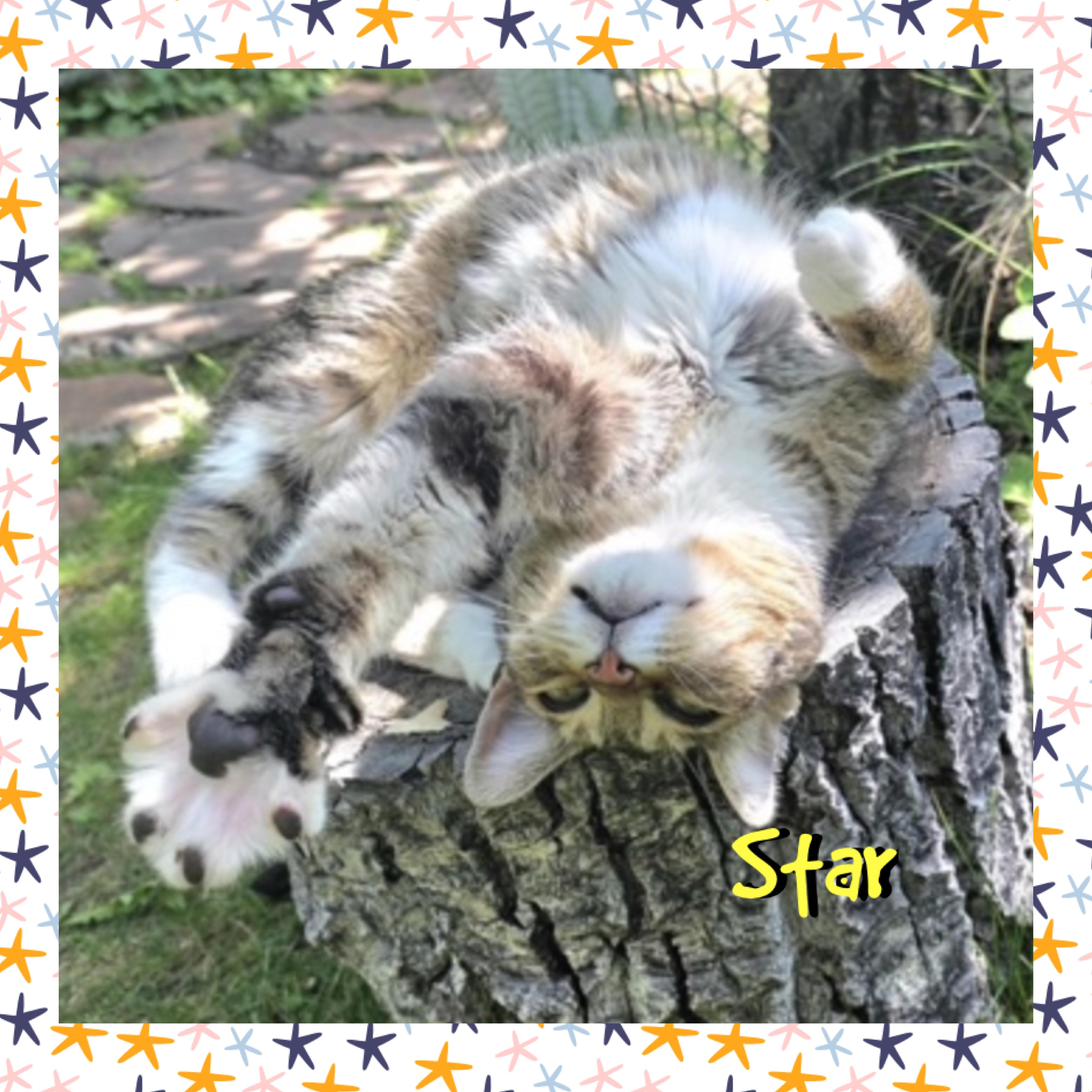 Enlarge Star, a ADOPTABLE mixed breed in Red Lodge, MT image 2/4