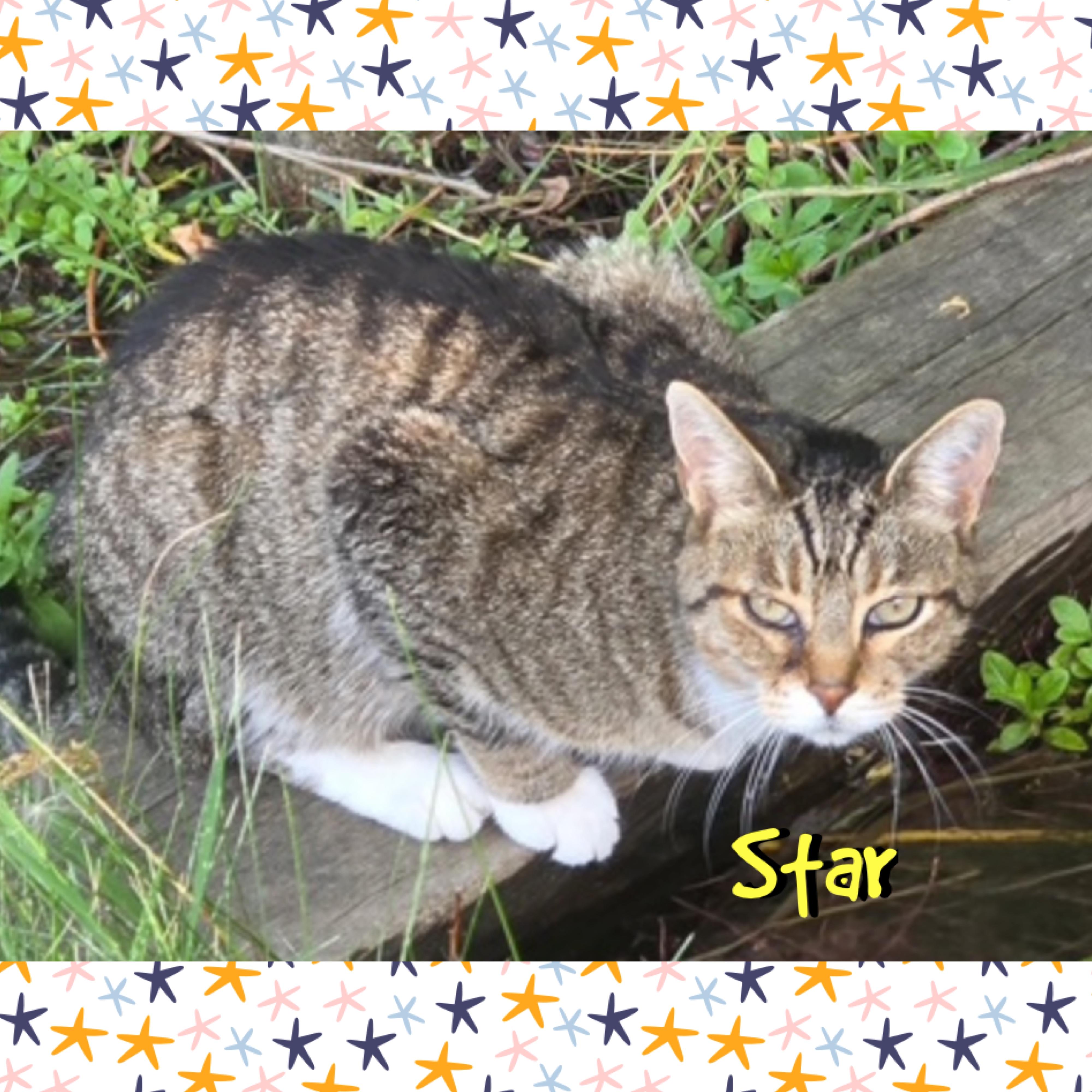 Enlarge Star, a ADOPTABLE mixed breed in Red Lodge, MT image 3/4