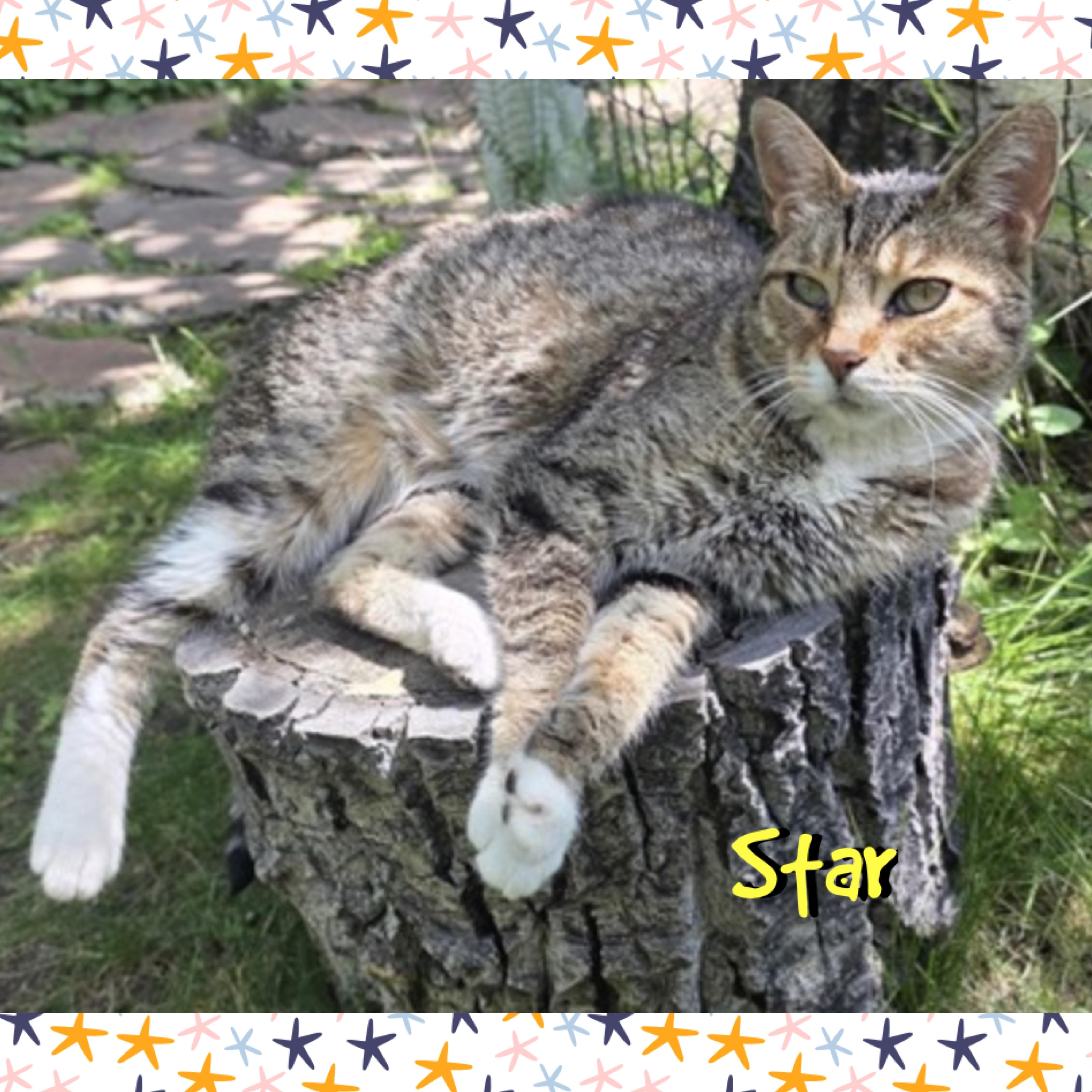 Enlarge Star, a ADOPTABLE mixed breed in Red Lodge, MT image 4/4