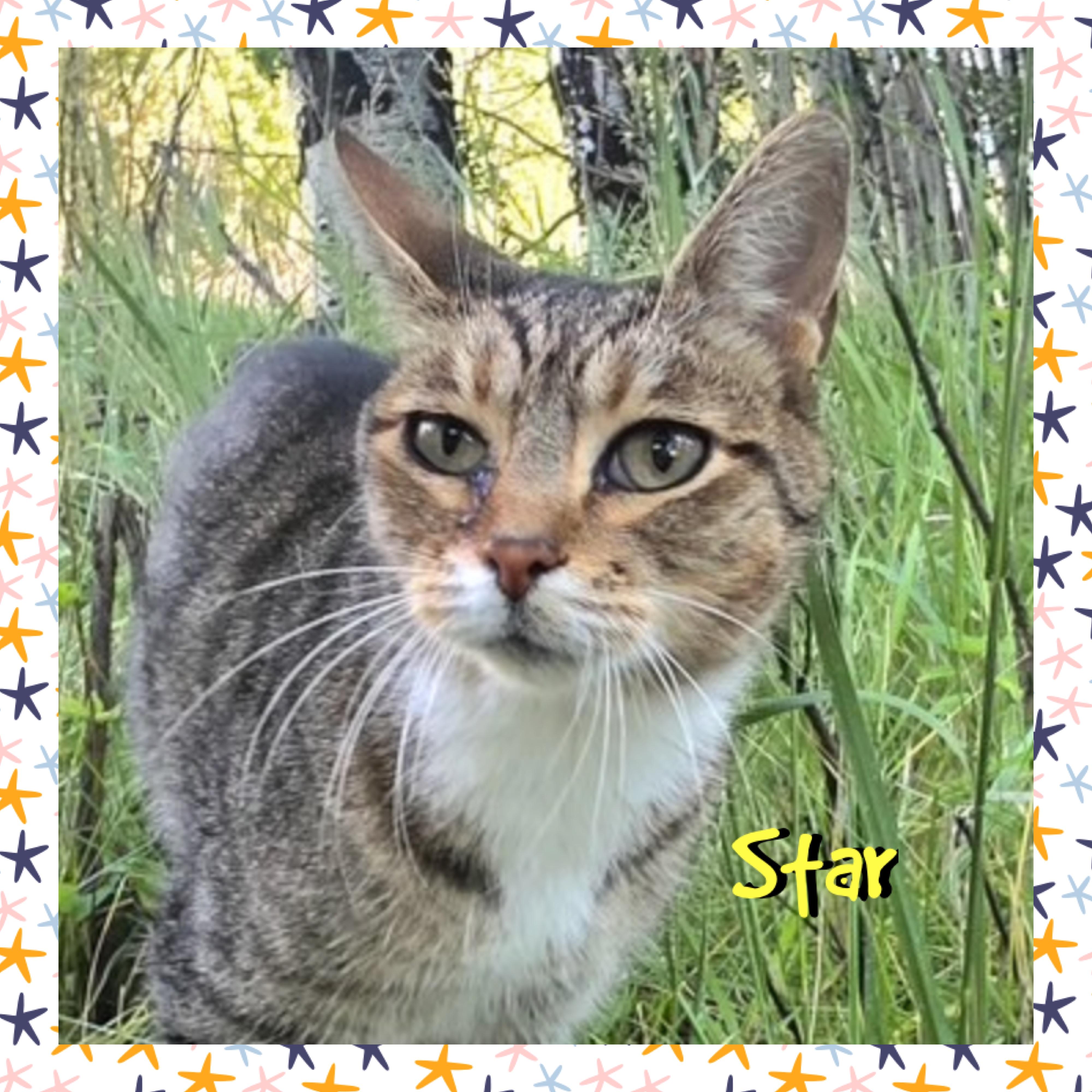 Star, ADOPTABLE, Adult Female Domestic Short Hair.