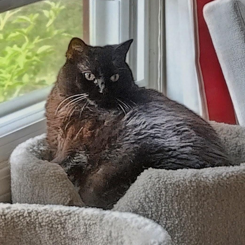 Enlarge Sabrina, an adopted Domestic Short Hair in Rockford, MI image 6/6