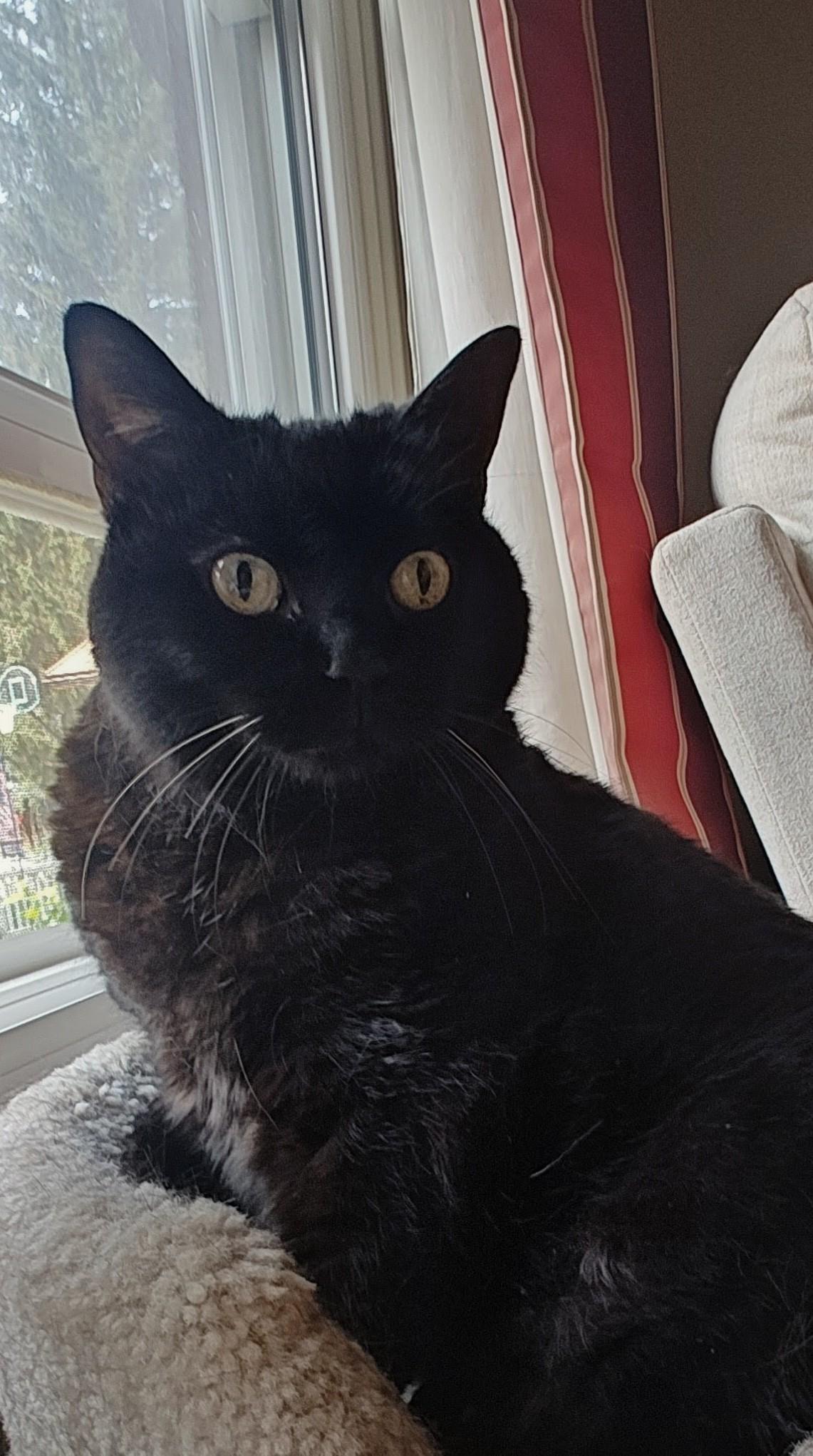 Sabrina, adopted, Senior Female Domestic Short Hair.