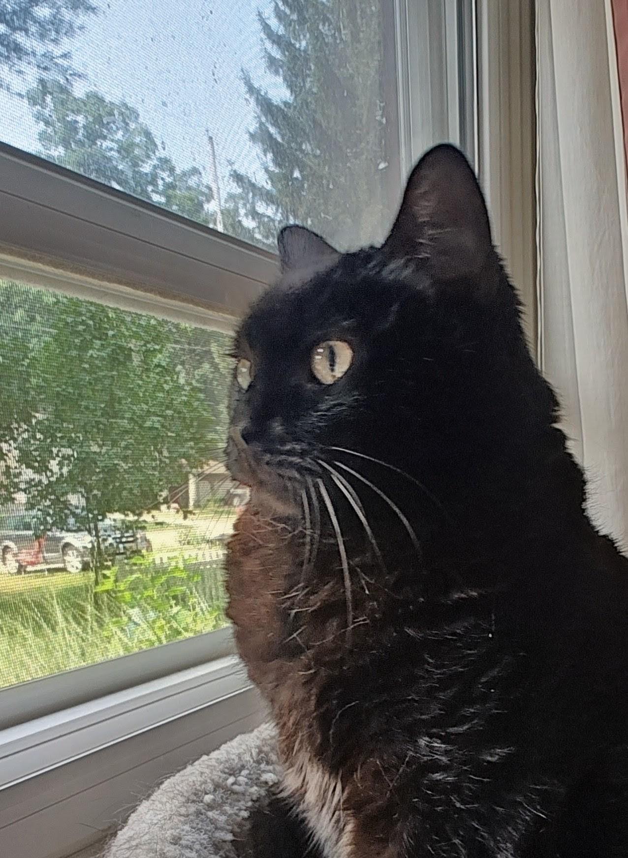 Enlarge Sabrina, an adopted Domestic Short Hair in Rockford, MI image 3/6