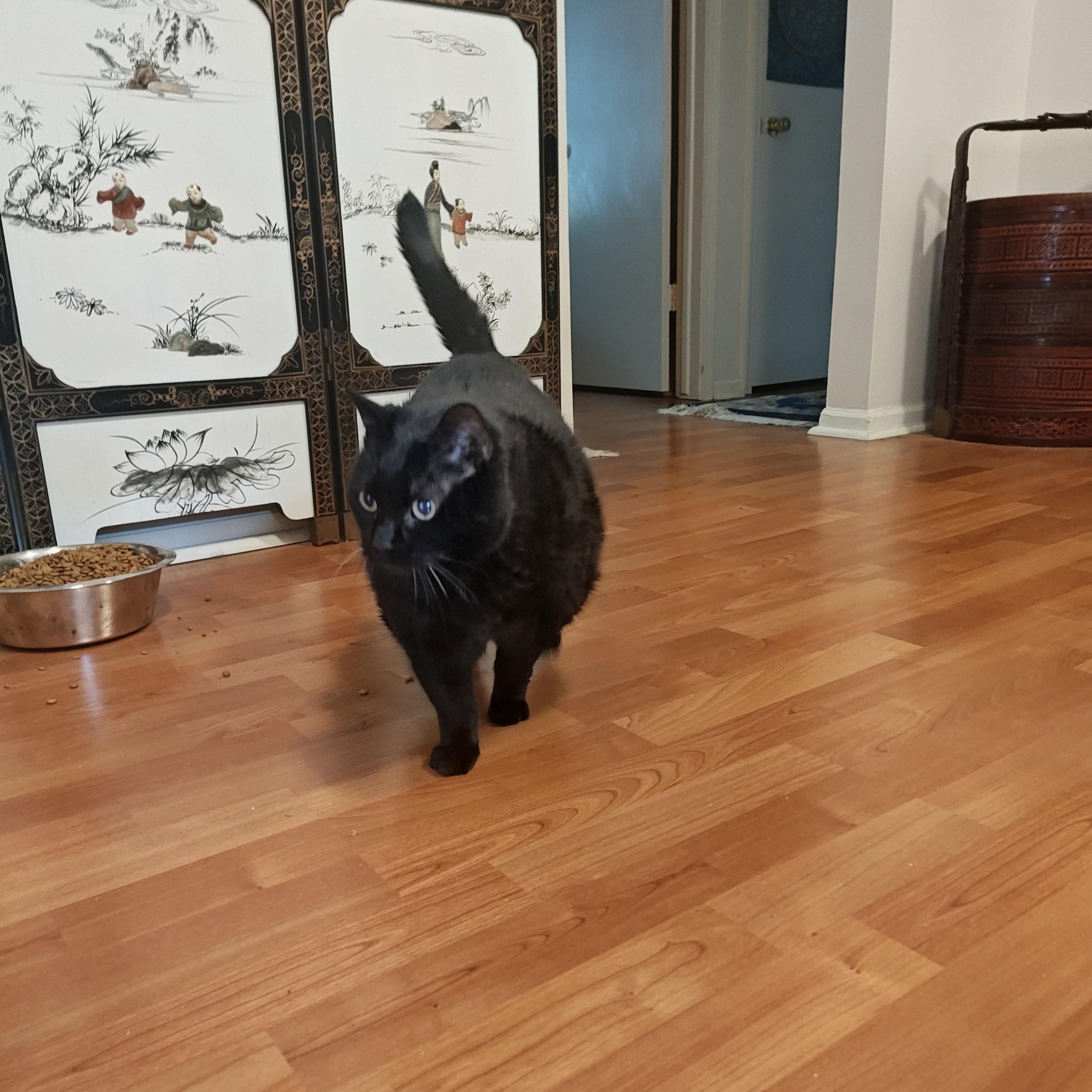 Enlarge Sabrina, an adopted Domestic Short Hair in Rockford, MI image 2/6