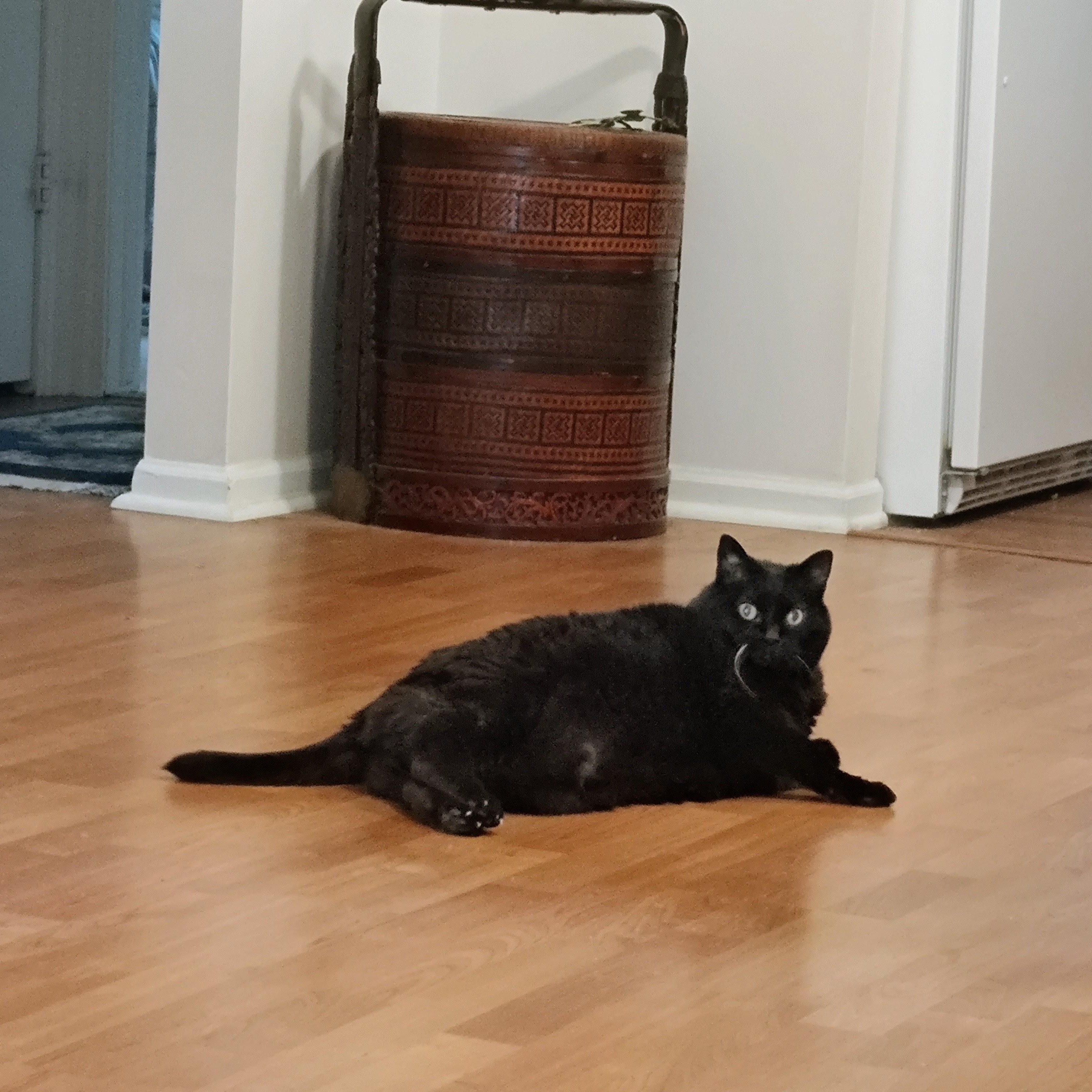 Enlarge Sabrina, an adopted Domestic Short Hair in Rockford, MI image 4/6