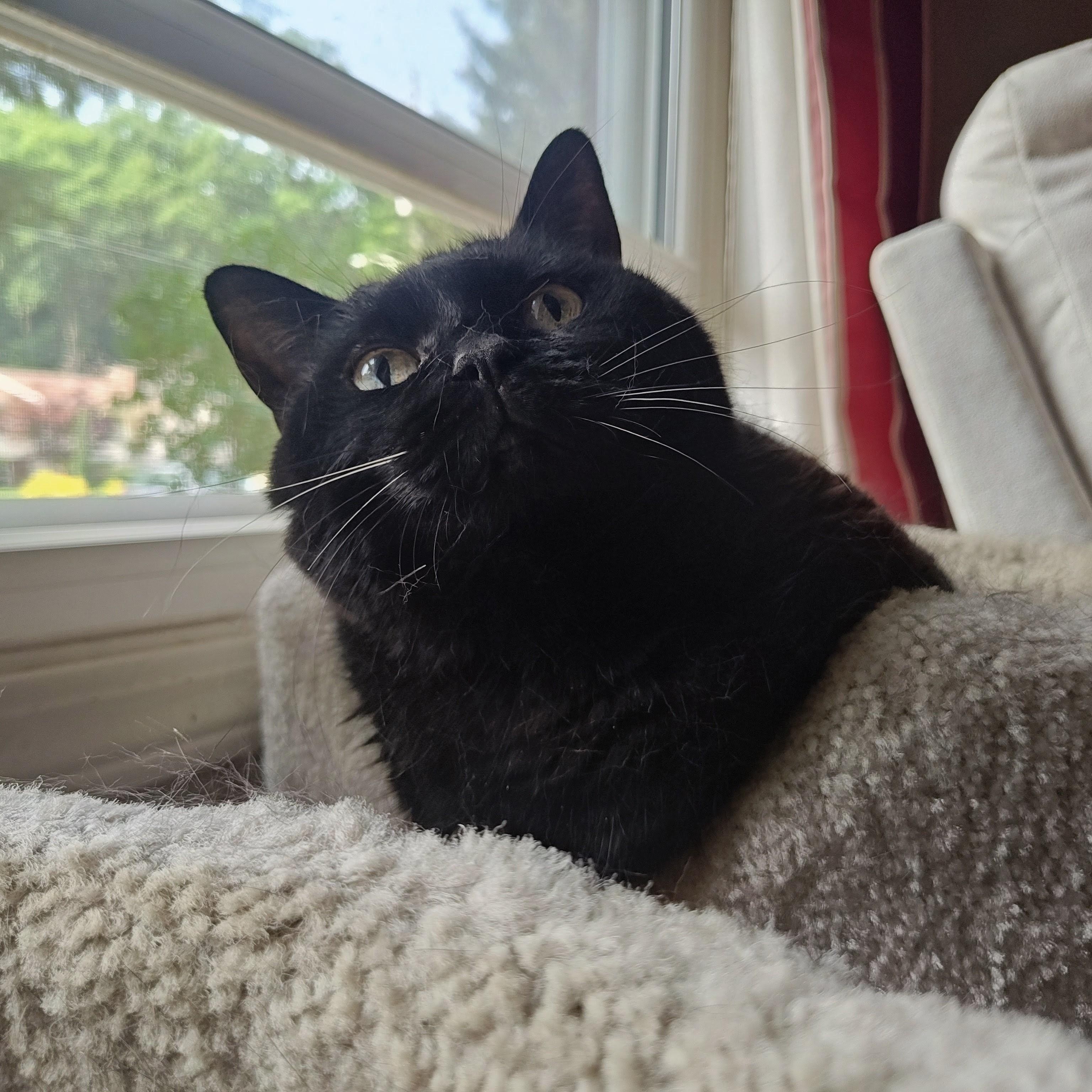 Enlarge Sabrina, an adopted Domestic Short Hair in Rockford, MI image 5/6