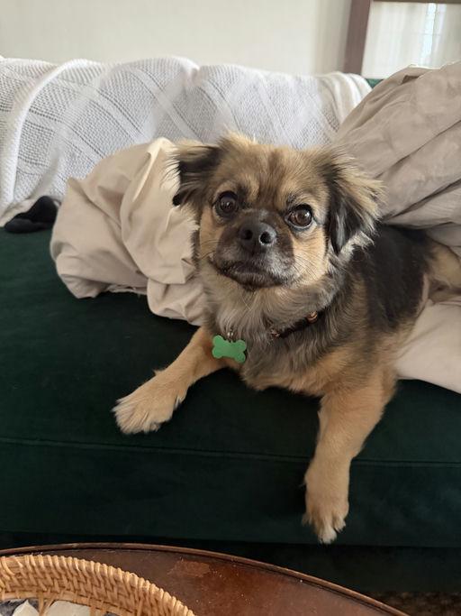 Maisey, Adoptable, Adult Female Tibetan Spaniel.