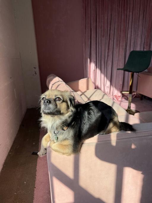 Maisey, a Adoptable Tibetan Spaniel in Los Angeles, CA image 2/5