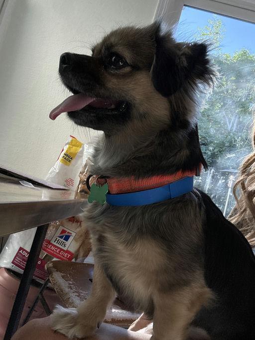 Maisey, a Adoptable Tibetan Spaniel in Los Angeles, CA image 3/5