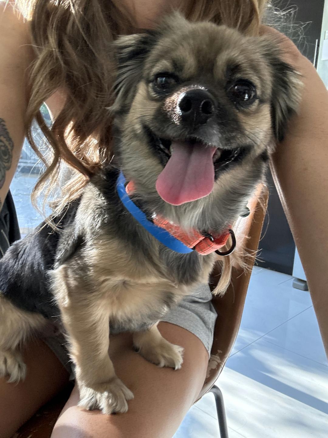 Maisey, a Adoptable Tibetan Spaniel in Los Angeles, CA image 4/5