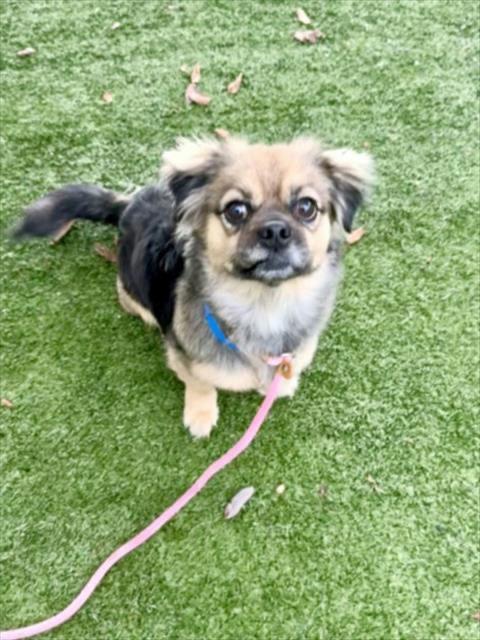 Maisey, a Adoptable Tibetan Spaniel in Los Angeles, CA image 5/5