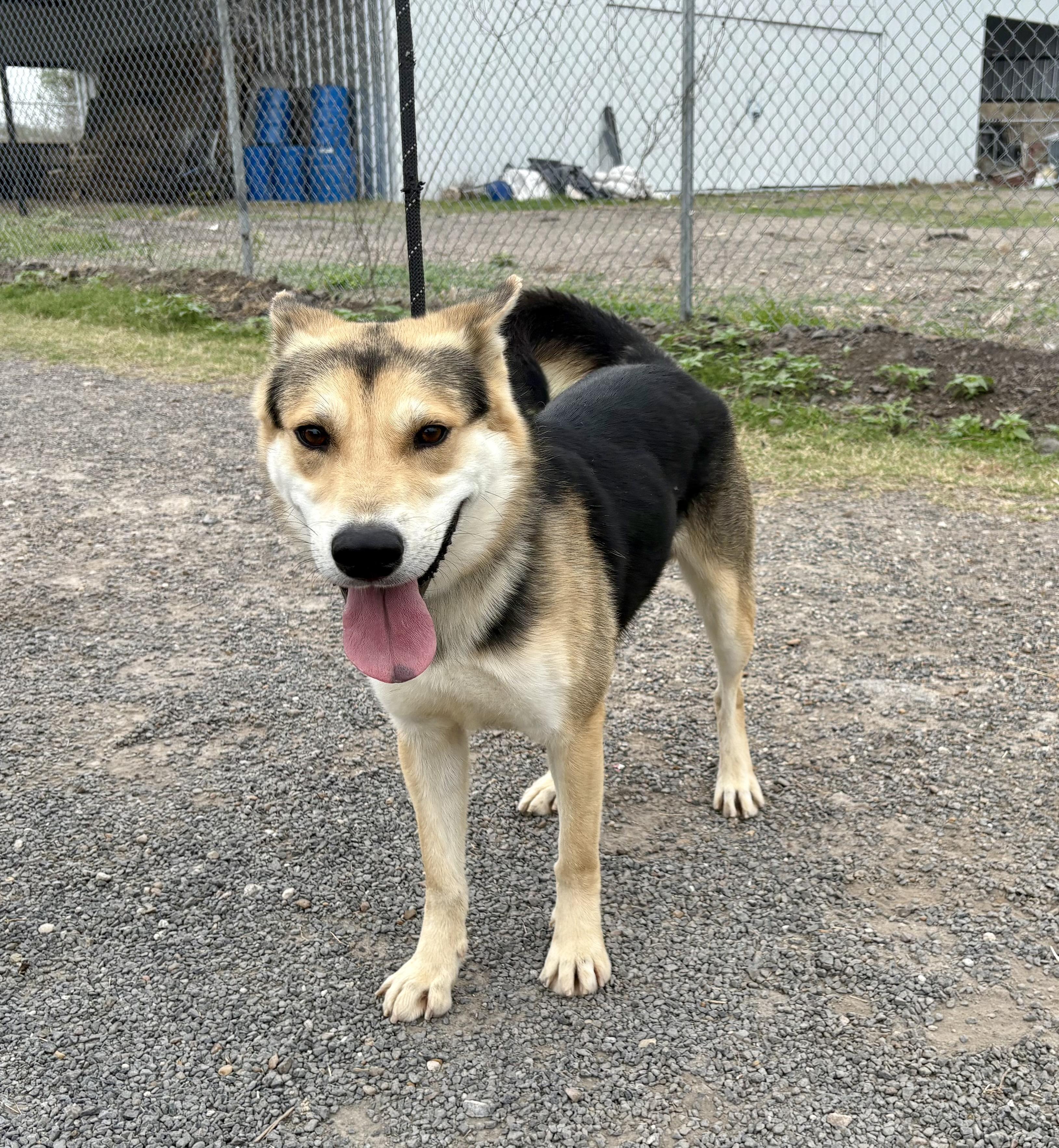 Enlarge Diesel, a Adopted mixed breed in Laredo, TX image 4/4
