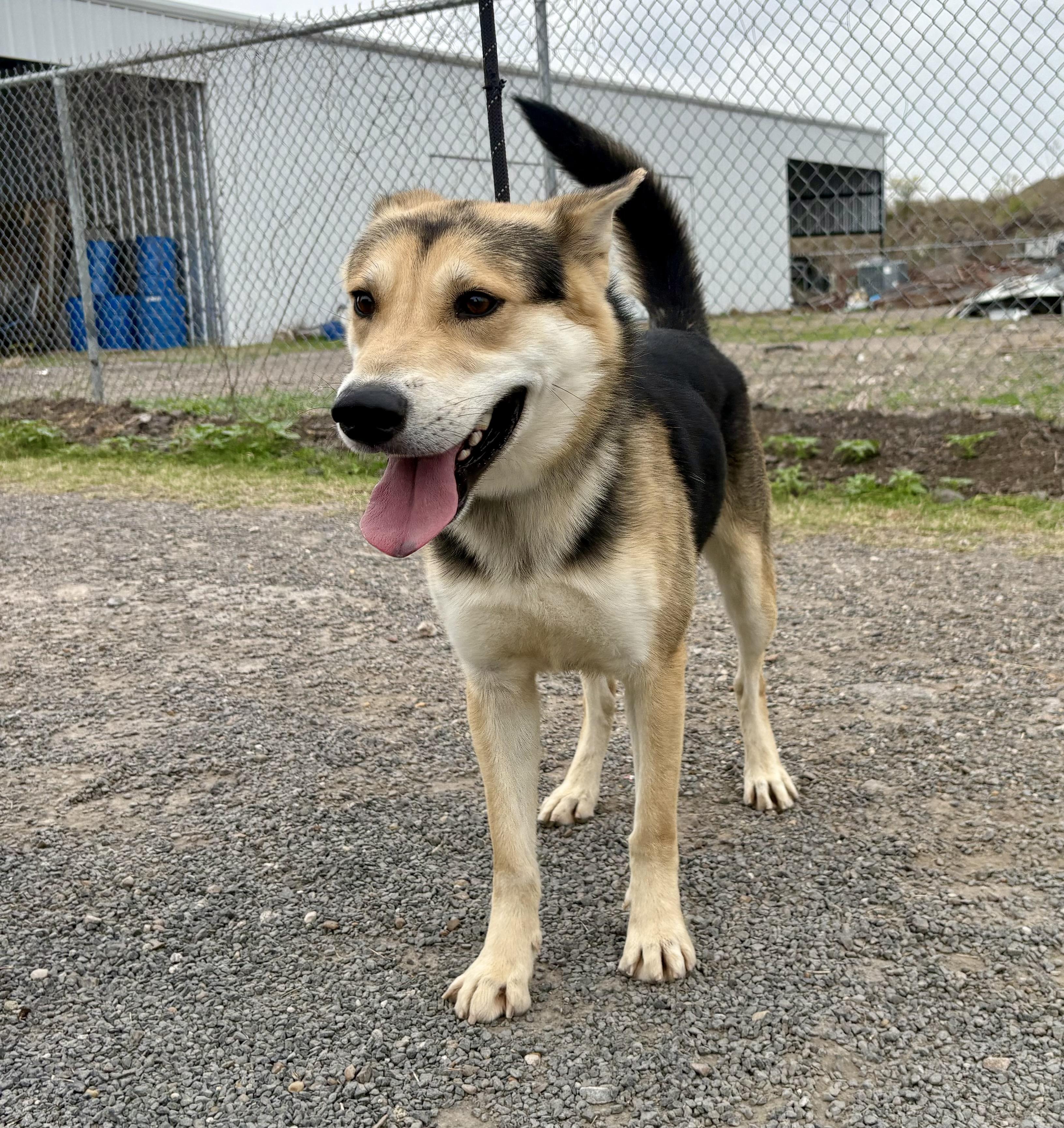 Enlarge Diesel, a Adopted mixed breed in Laredo, TX image 2/4