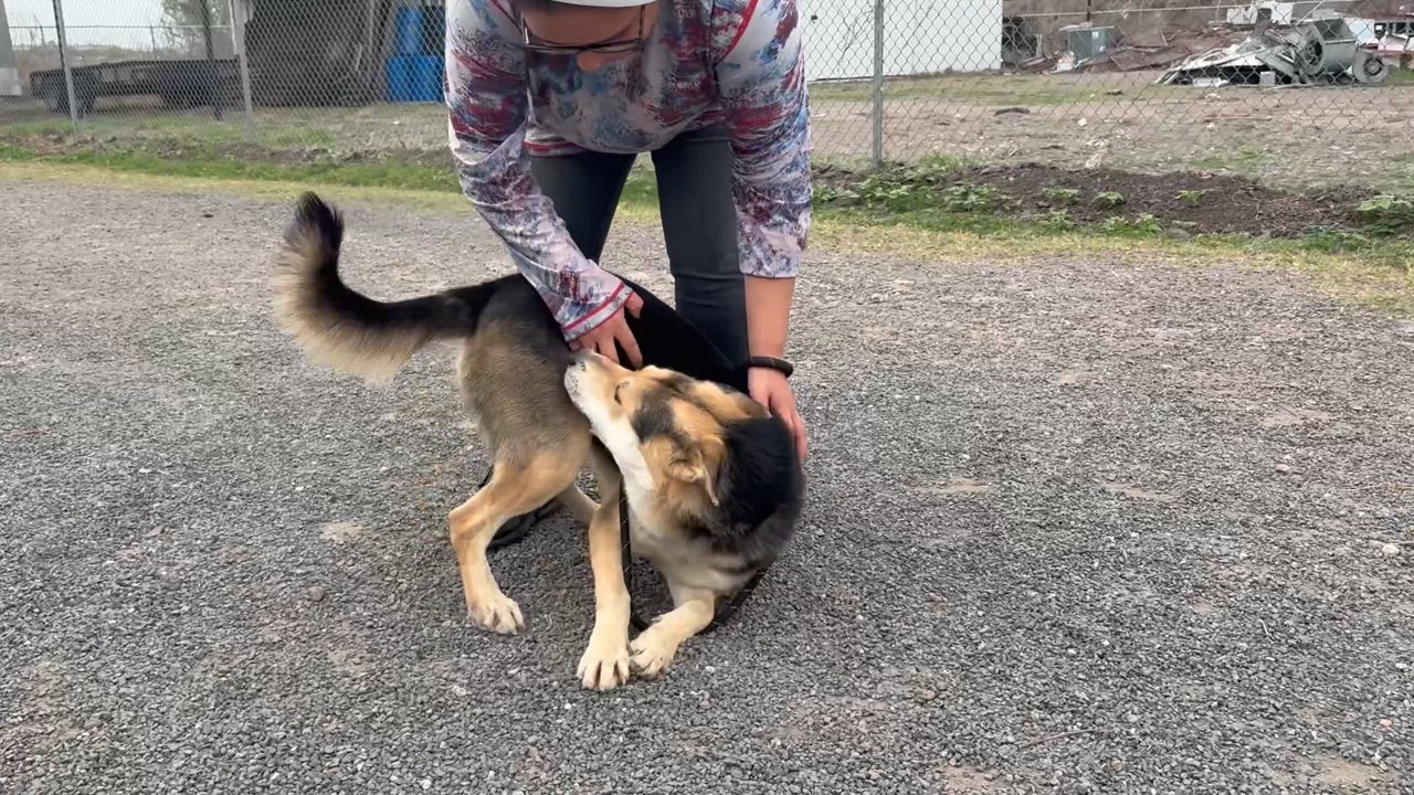 Enlarge Diesel, a Adopted mixed breed in Laredo, TX video 3/4