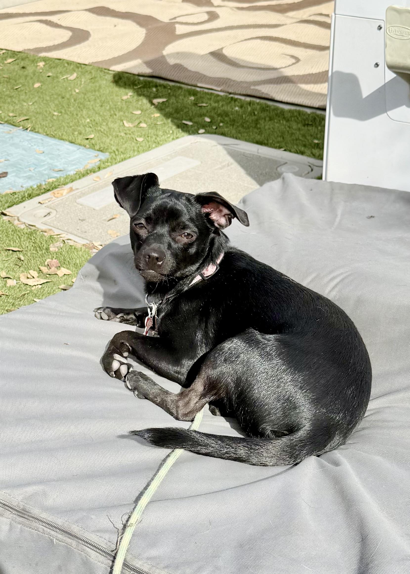 Enlarge Lady, a ADOPTABLE mixed breed in Oakley, CA image 2/3
