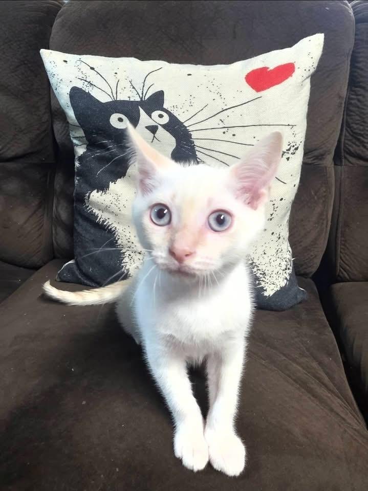Enlarge Benny Blanco, a Adoptable mixed breed in levittown, NY image 6/6