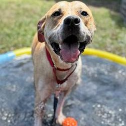 Enlarge SASSY, an adopted Mixed Breed in Fernandina Beach, FL image 1/3
