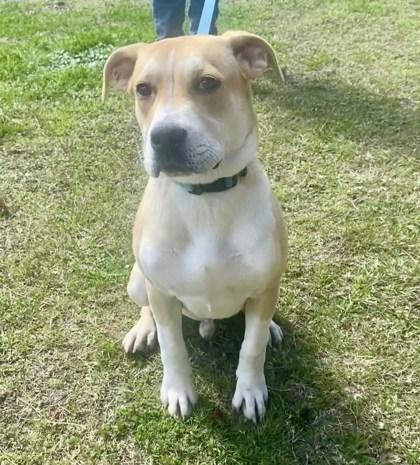 Enlarge SASSY, an adopted Mixed Breed in Fernandina Beach, FL image 2/3