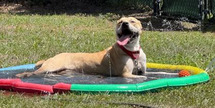 Enlarge SASSY, an adopted Mixed Breed in Fernandina Beach, FL image 3/3