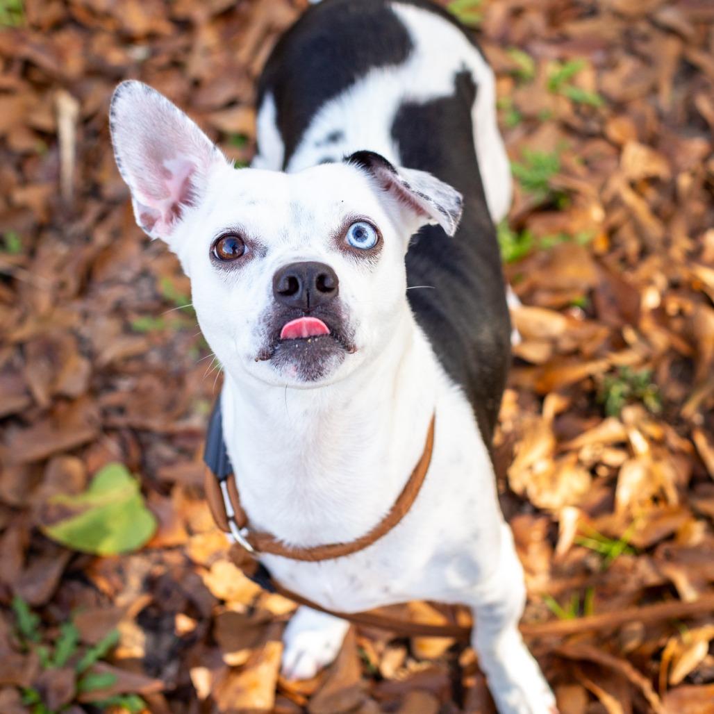 Diamond, Adoptable, Adult Female Boston Terrier.