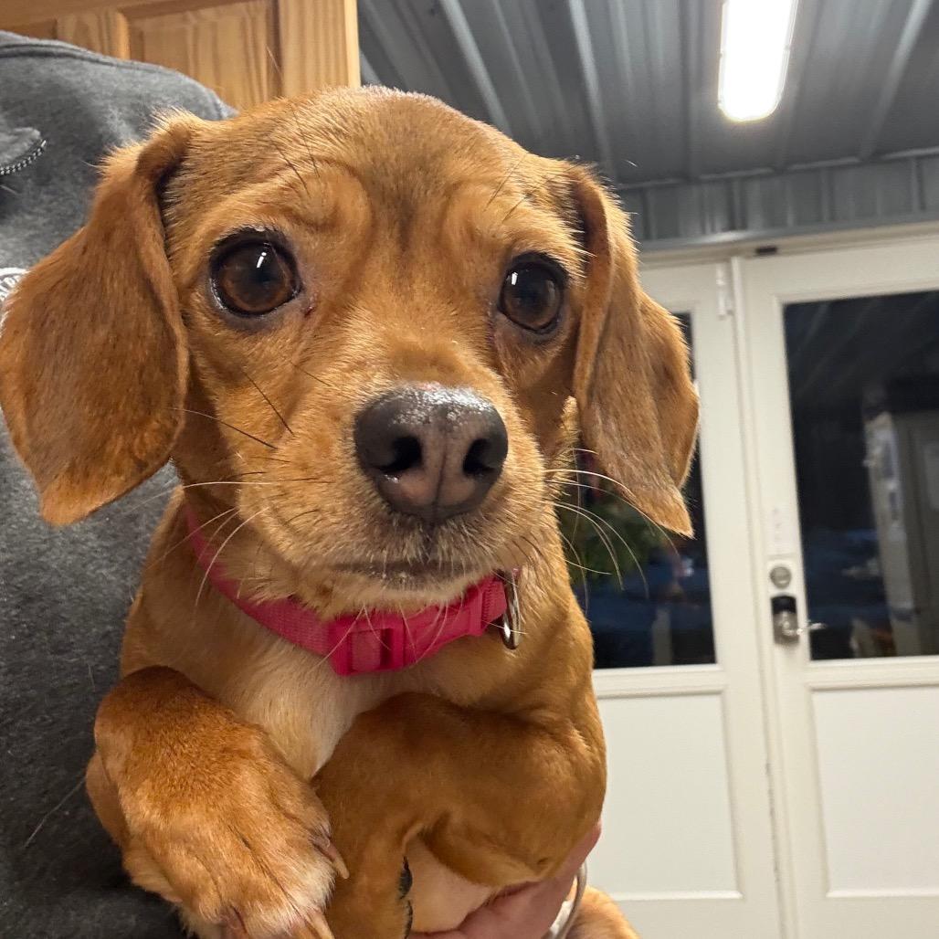 Millie, Adoptable, Adult Male Chihuahua & Beagle.