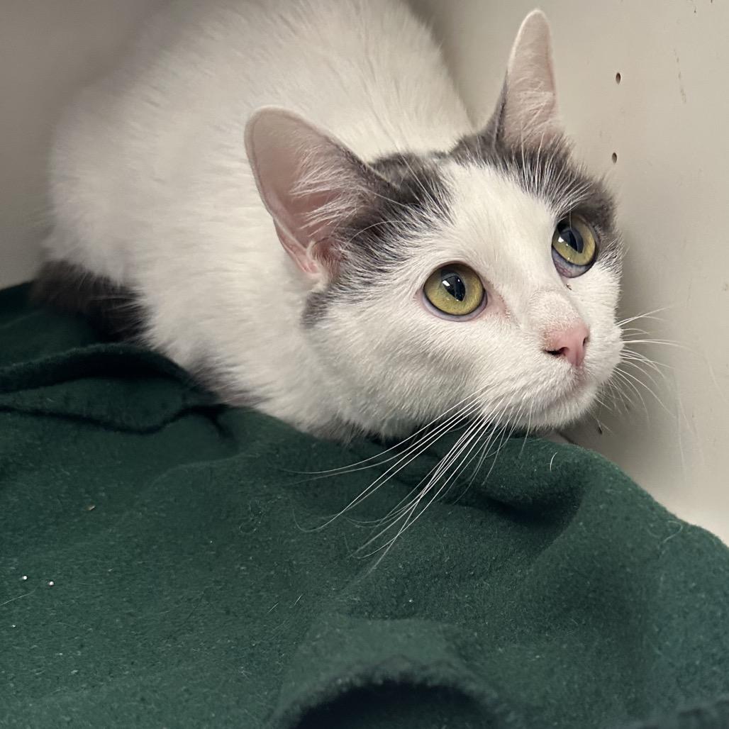 Rose, Adoptable, Adult Female Domestic Short Hair.