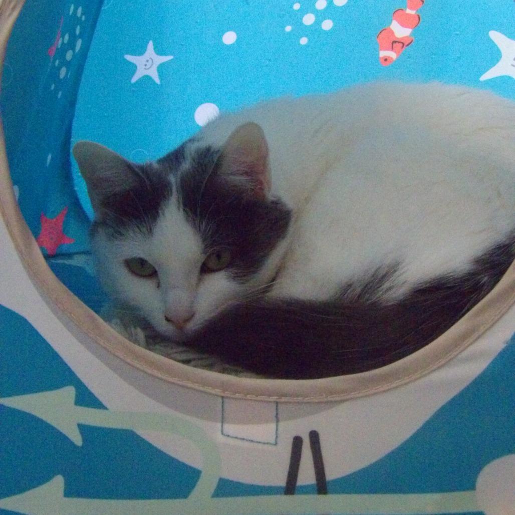 Rose, a Adoptable Domestic Short Hair in Duncan, OK image 2/5