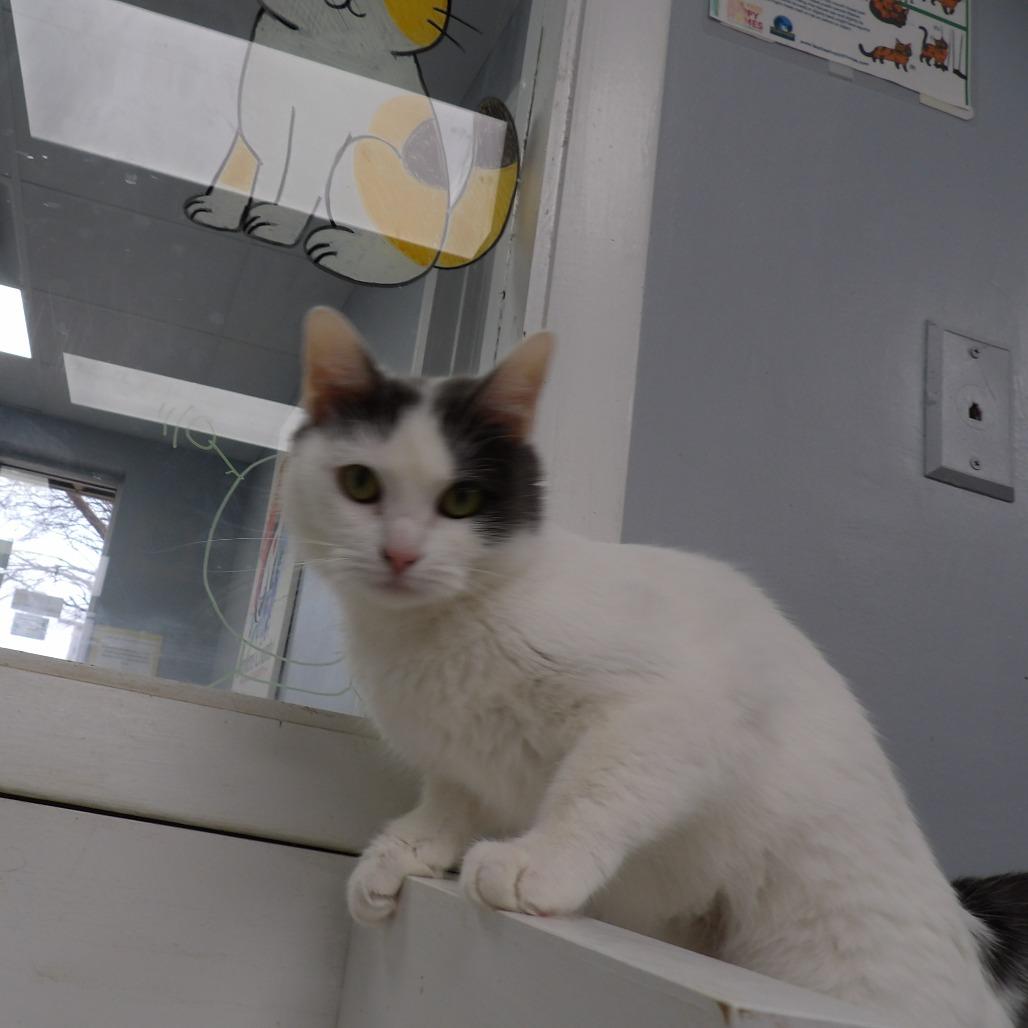 Rose, a Adoptable Domestic Short Hair in Duncan, OK image 3/5