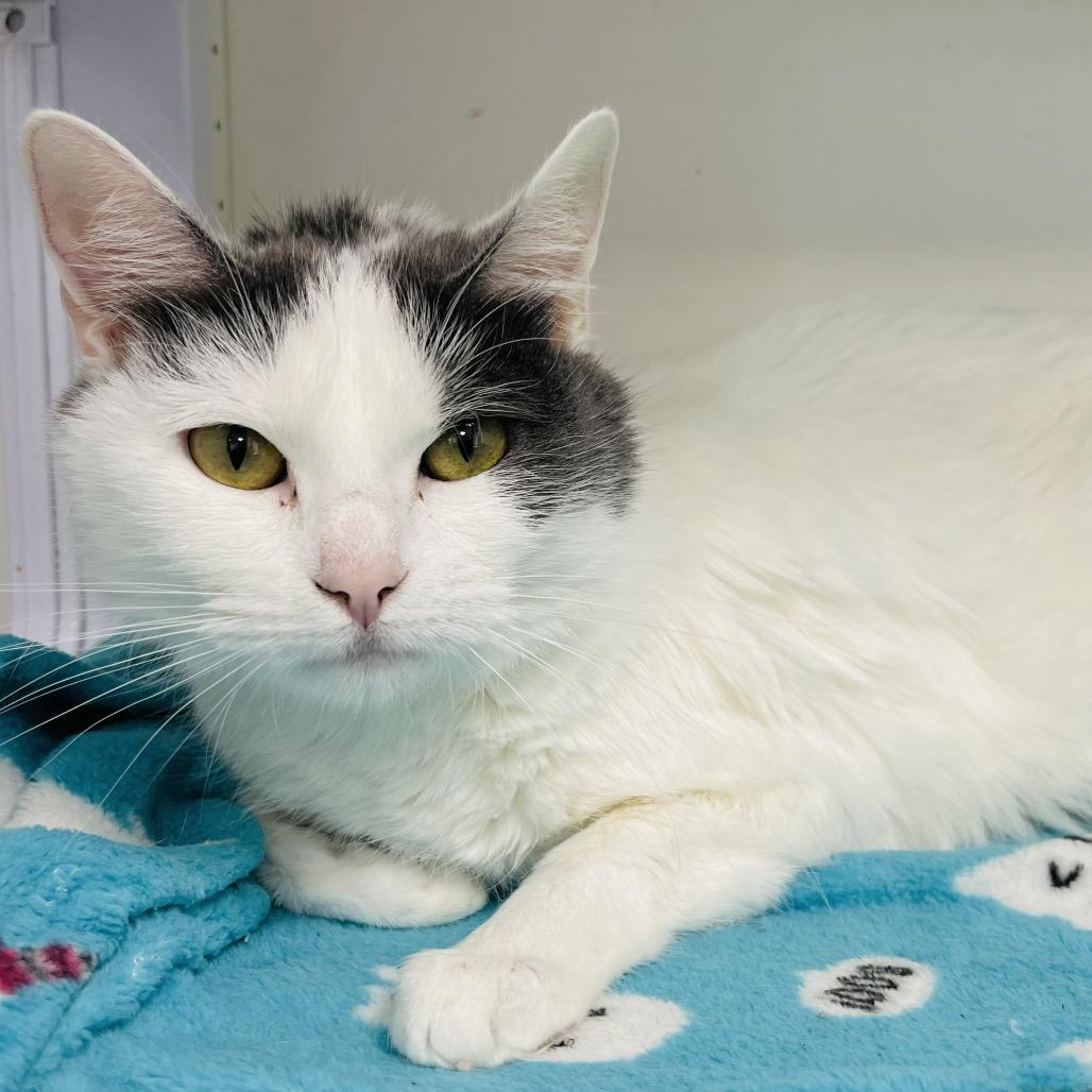 Rose, a Adoptable Domestic Short Hair in Duncan, OK image 5/5