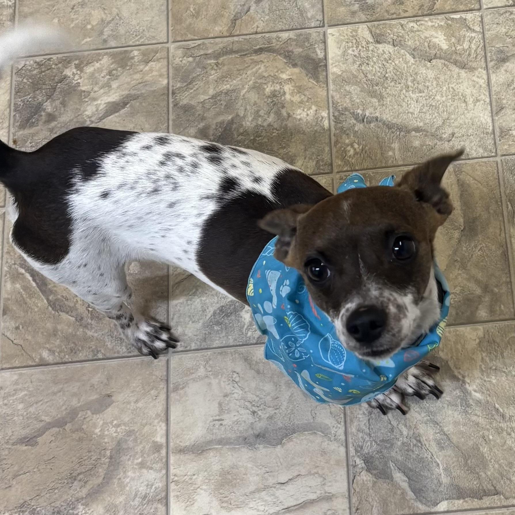 Doug, adopted, Adult Male Chihuahua.
