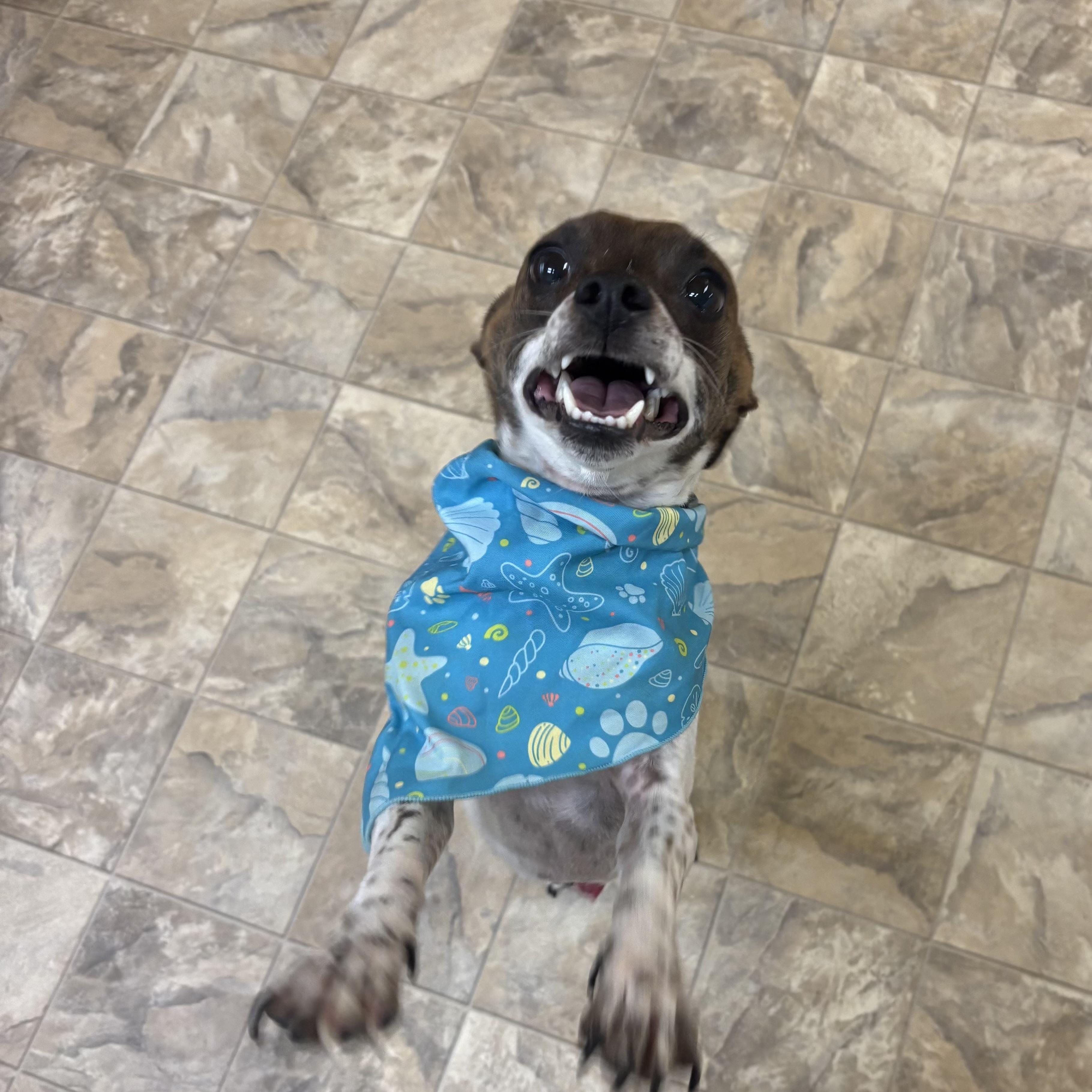Enlarge Doug, an adopted mixed breed in Pilot Point, TX image 2/3