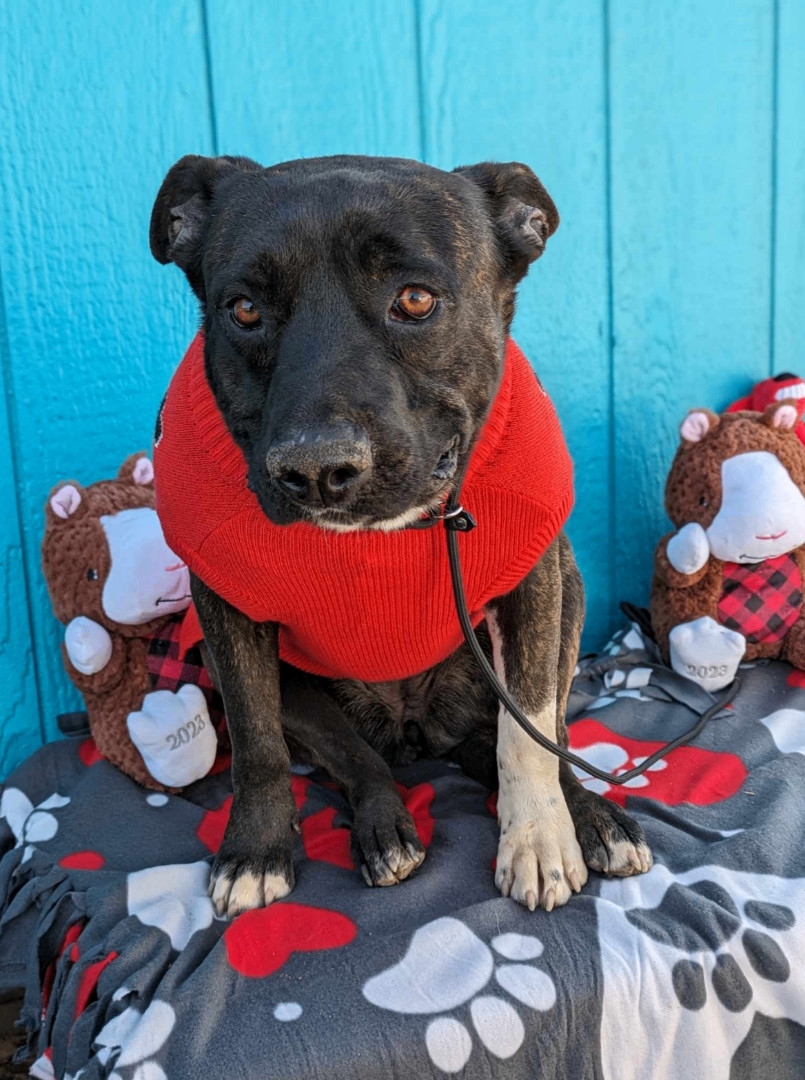 Syd, Adoptable, Young Female Pit Bull Terrier.