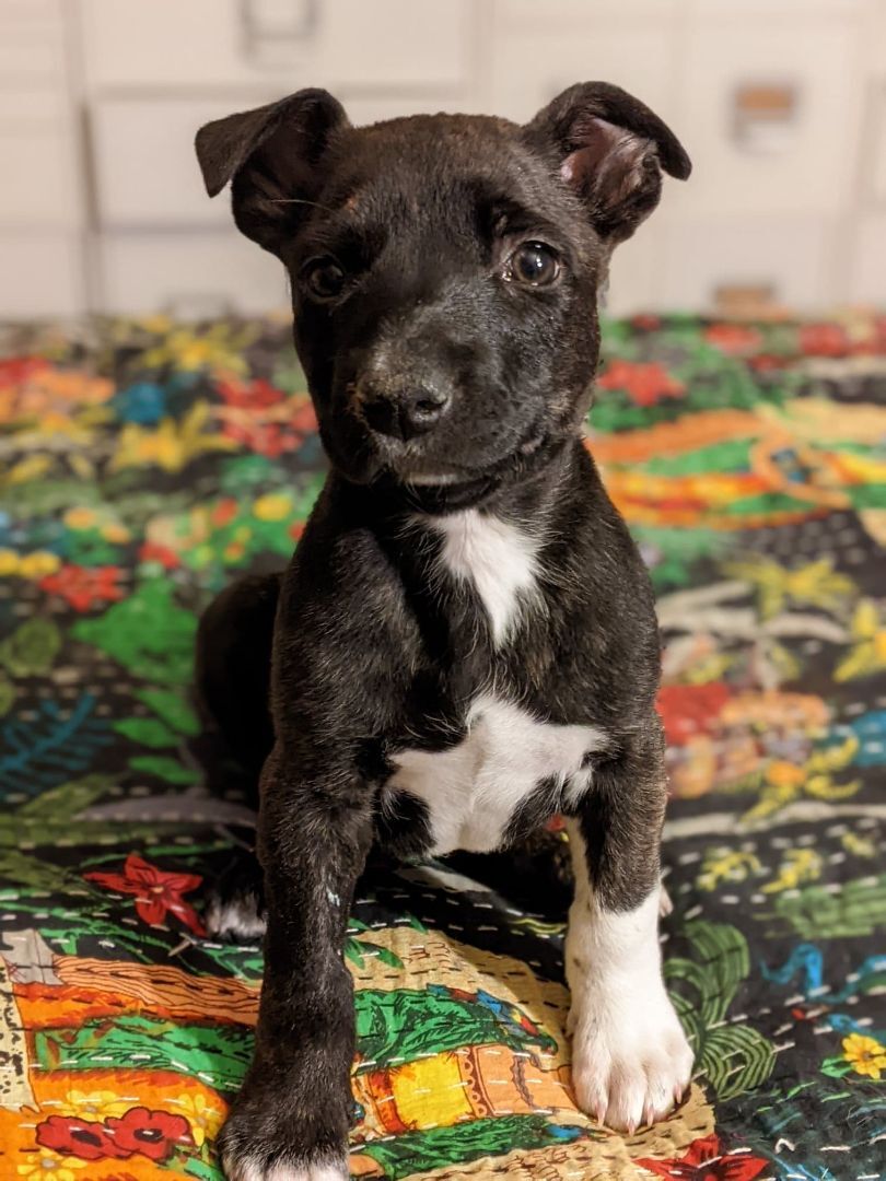 Syd, a Adoptable mixed breed in San Jose, CA image 2/10