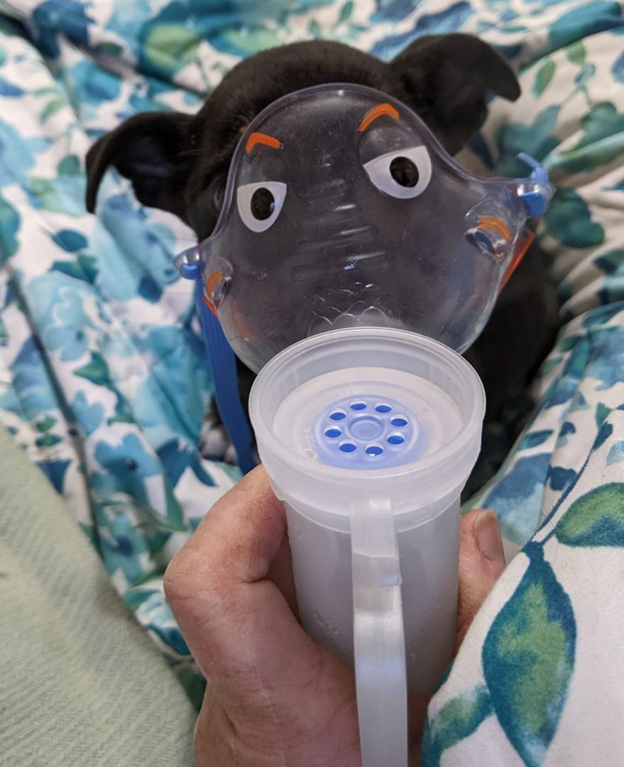 Syd, a Adoptable mixed breed in San Jose, CA image 3/10