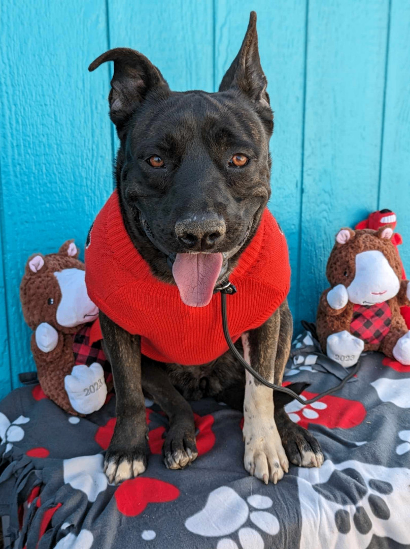 Syd, a Adoptable mixed breed in San Jose, CA image 4/10