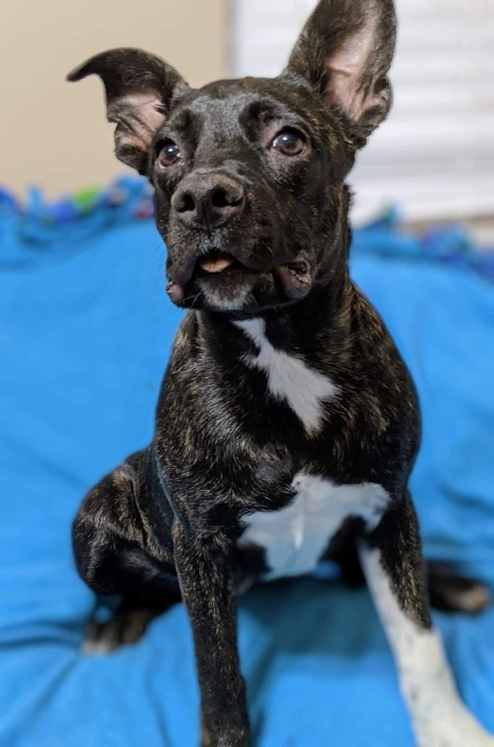 Syd, a Adoptable mixed breed in San Jose, CA image 5/10