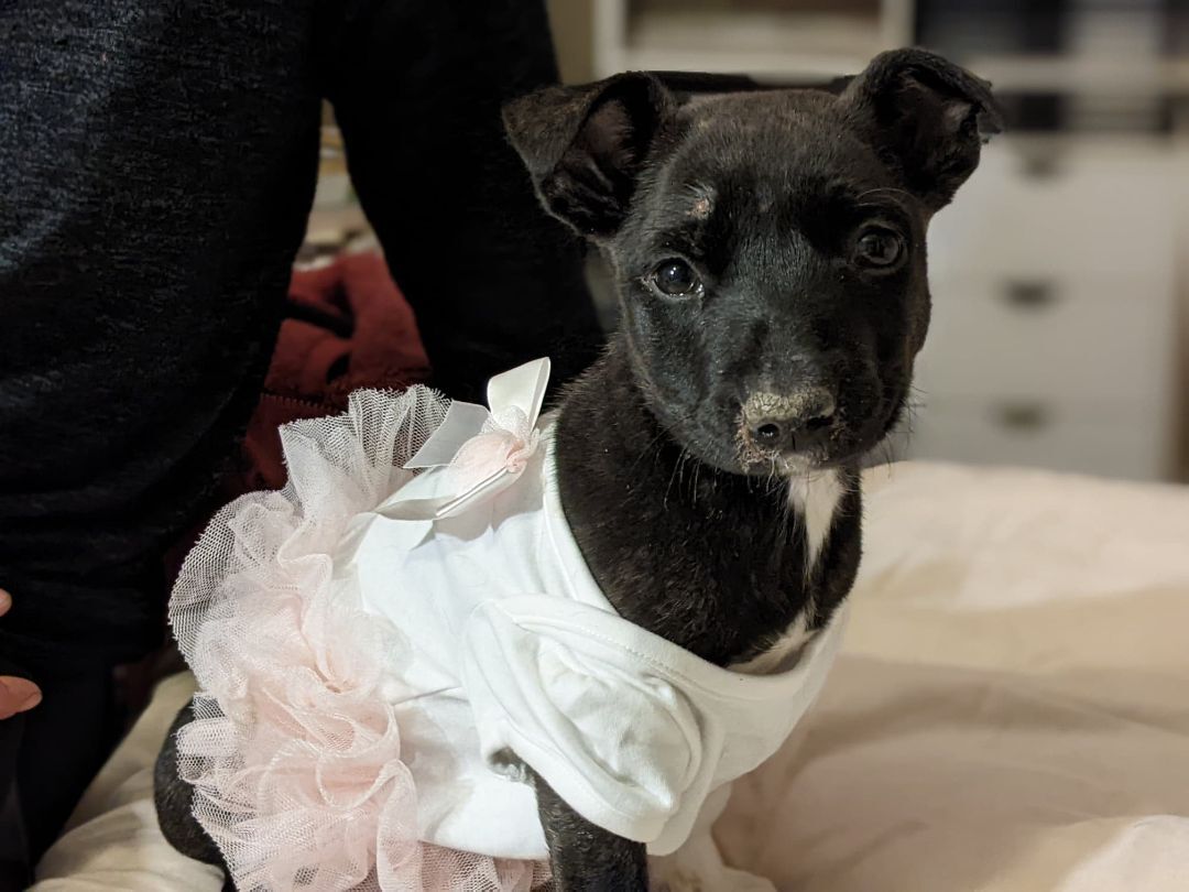 Syd, a Adoptable mixed breed in San Jose, CA image 6/10