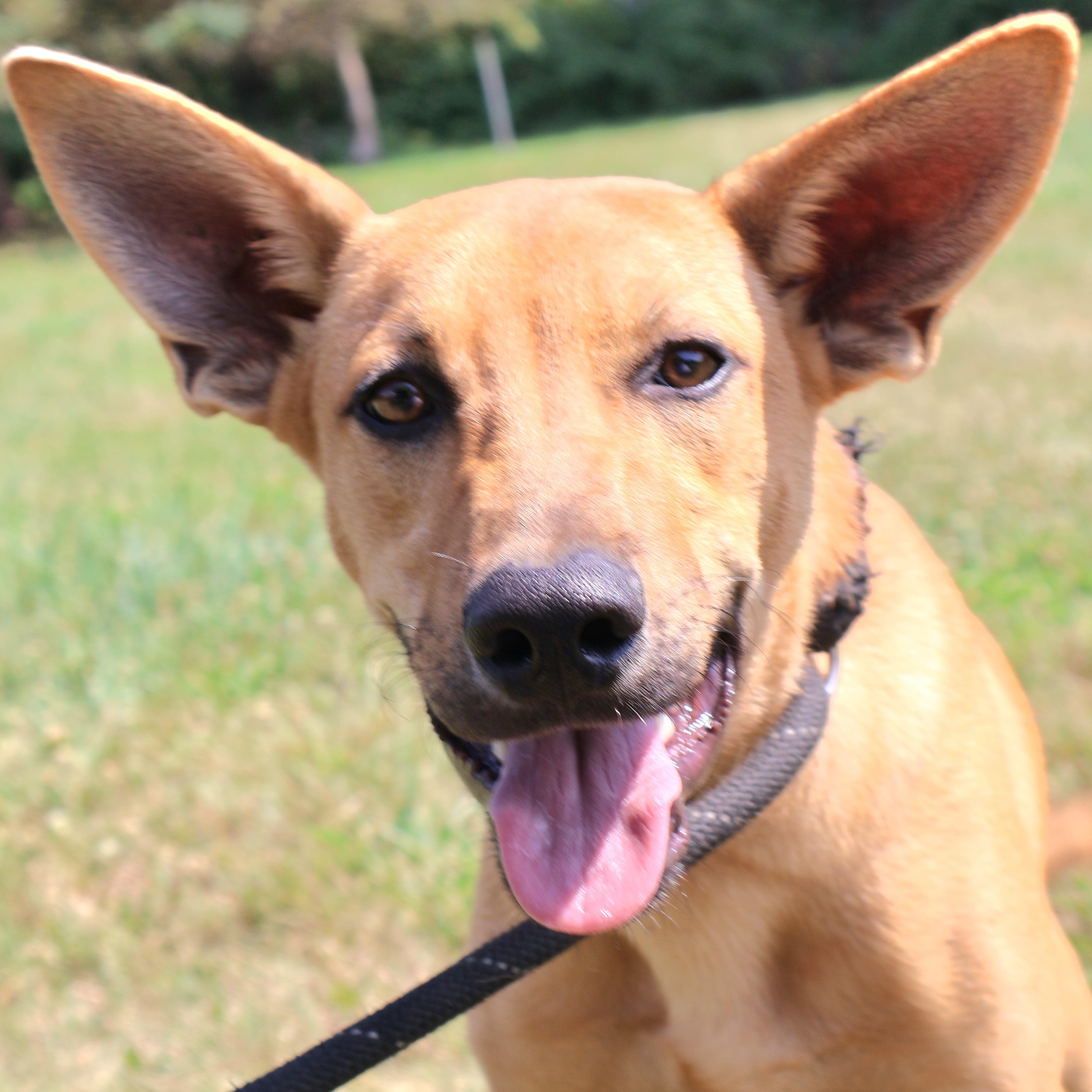 BLITZ "In NY: Foster &/or Forever Home Needed!", a Adoptable mixed breed in New York, NY image 1/6