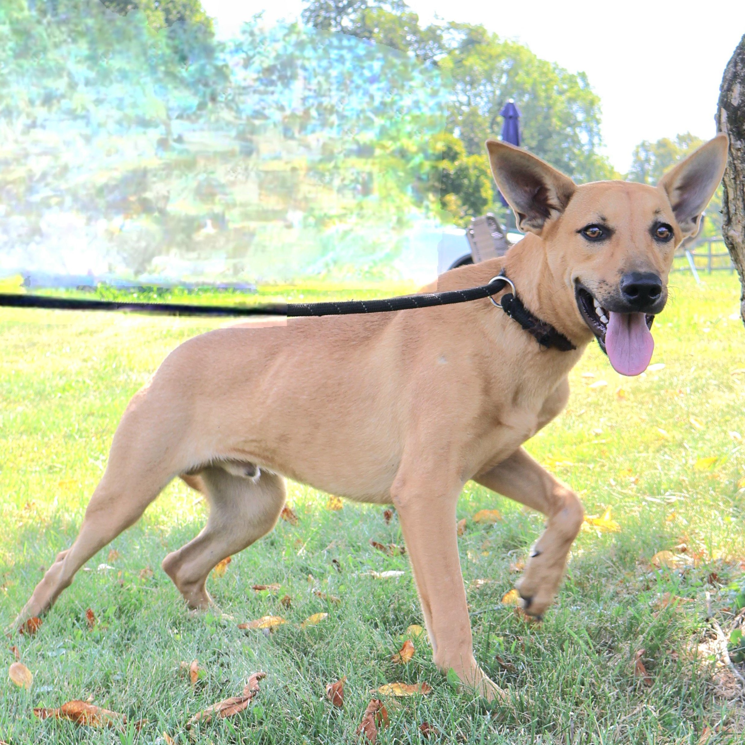 BLITZ "In NY: Foster &/or Forever Home Needed!", a Adoptable mixed breed in New York, NY image 2/6