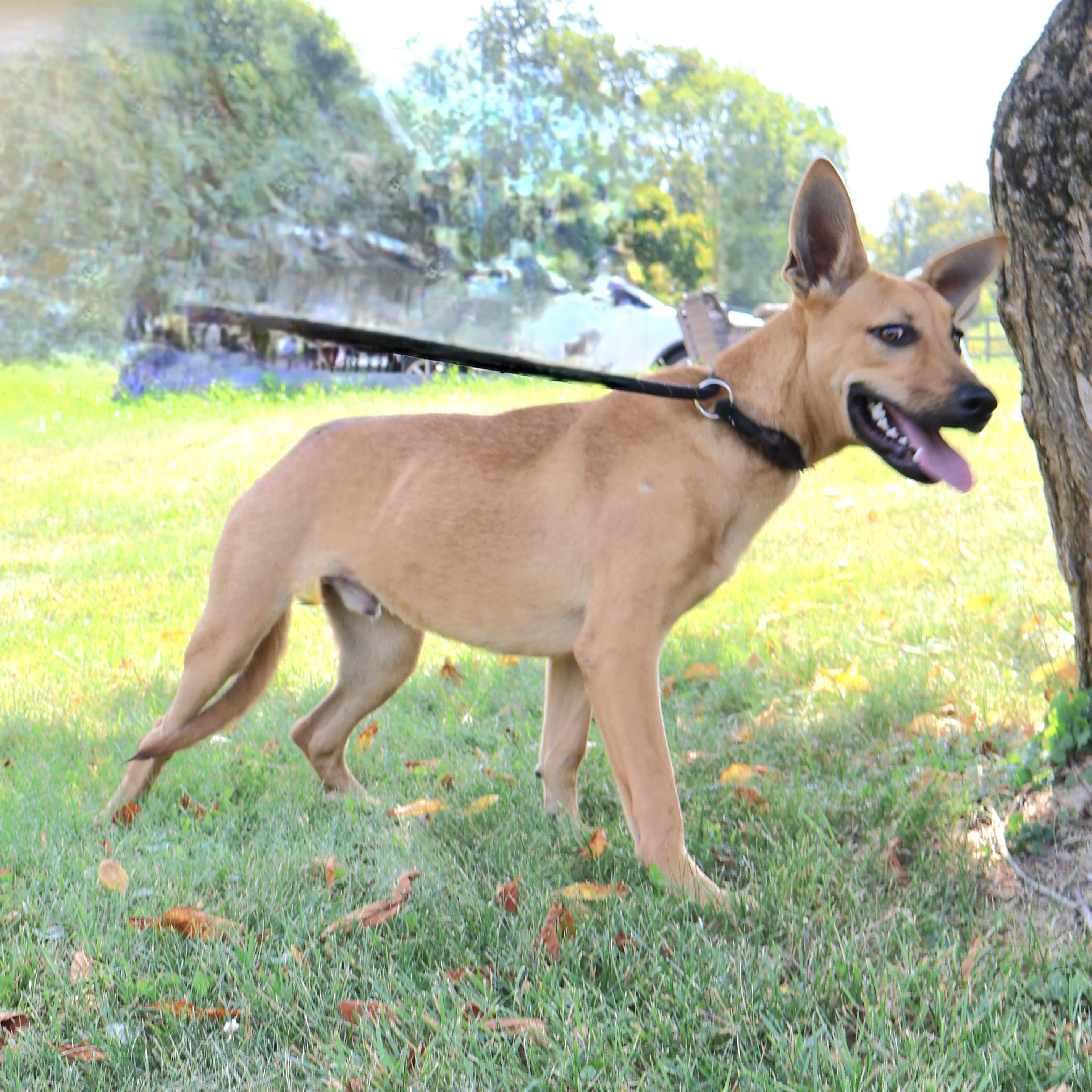 BLITZ "In NY: Foster &/or Forever Home Needed!", a Adoptable mixed breed in New York, NY image 3/6