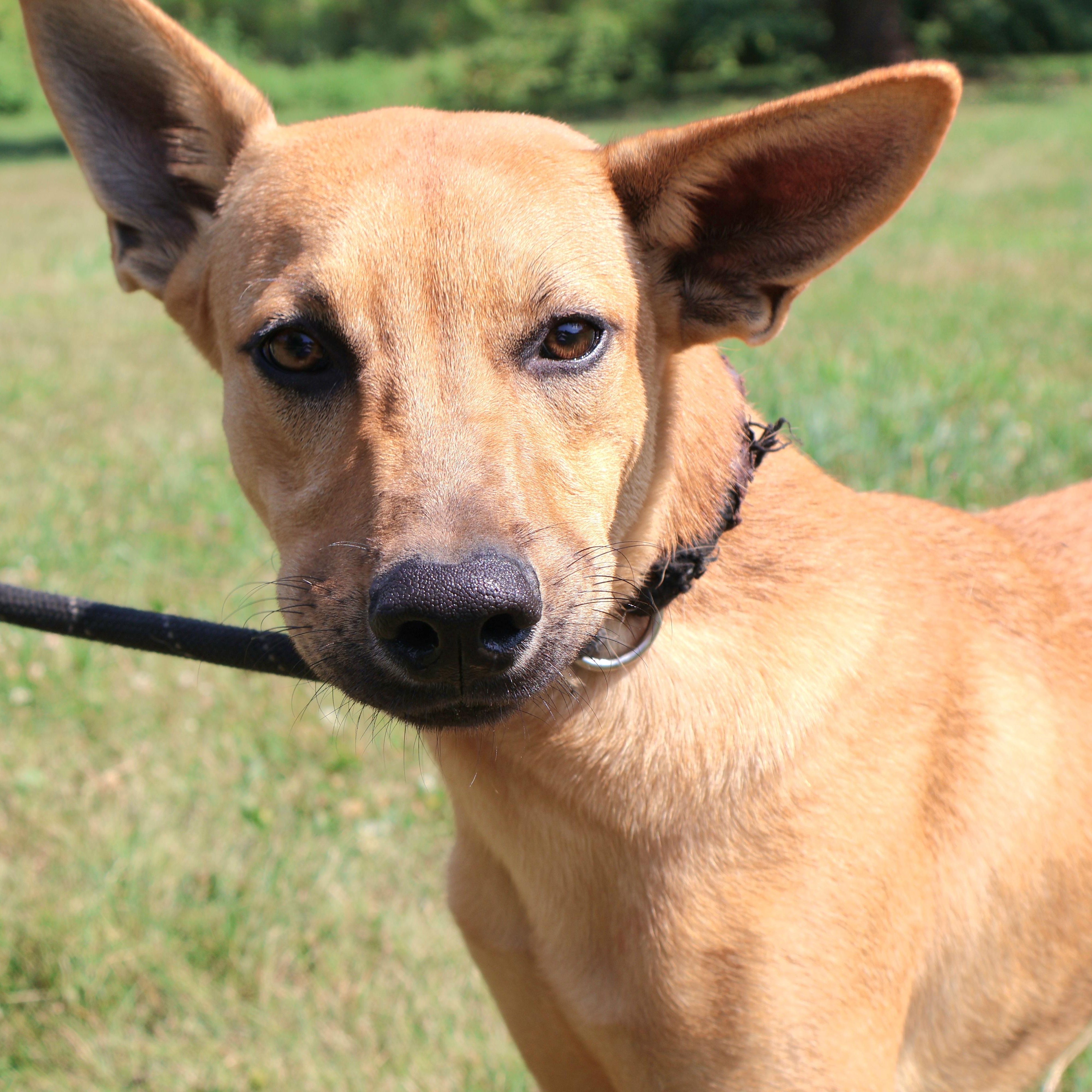 BLITZ "In NY: Foster &/or Forever Home Needed!", a Adoptable mixed breed in New York, NY image 4/6