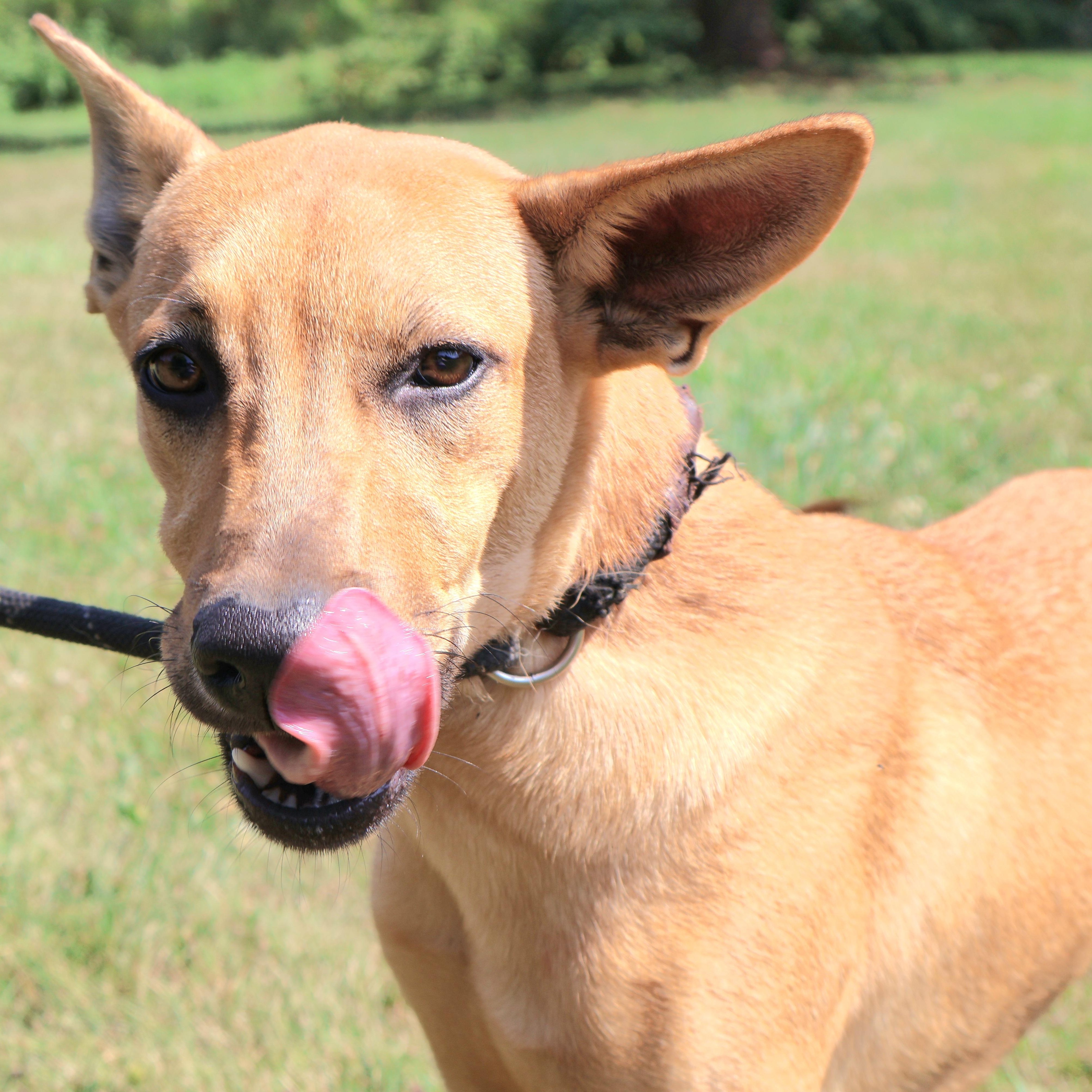 BLITZ "In NY: Foster &/or Forever Home Needed!", a Adoptable mixed breed in New York, NY image 6/6