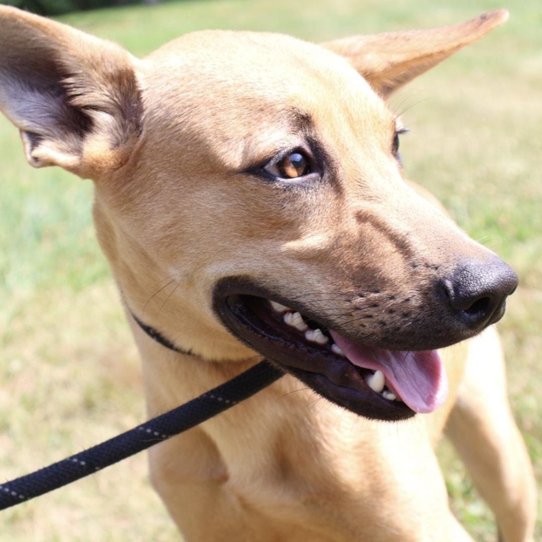 BLITZ "In NY: Foster &/or Forever Home Needed!", a Adoptable mixed breed in New York, NY image 5/6