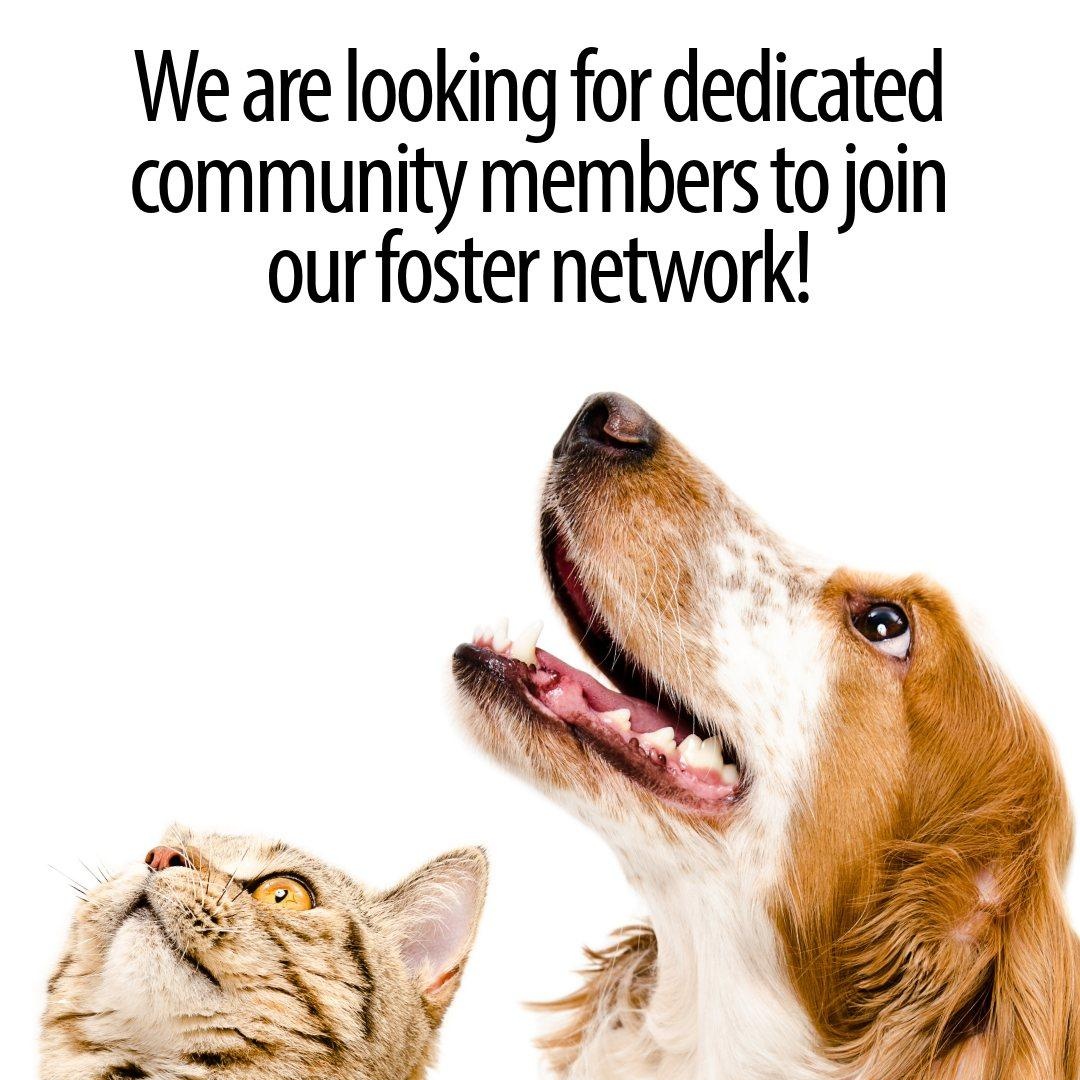 Enlarge FOSTER VOLUNTEERS WANTED, a Adoptable Old English Sheepdog in Caledon, ON image 1/1