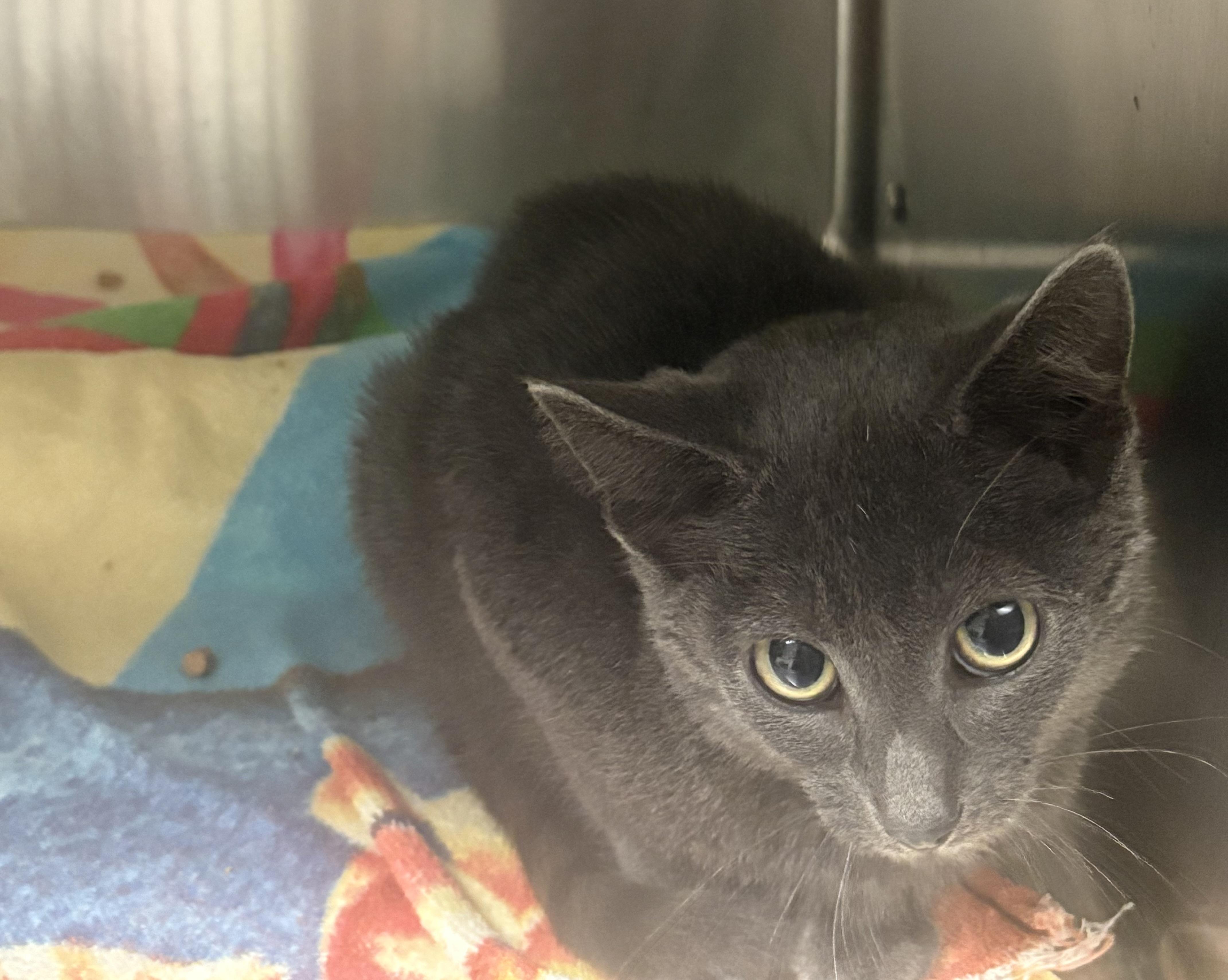 Enlarge Dodger, a Adoptable Domestic Short Hair in Blue Springs, MO image 2/2