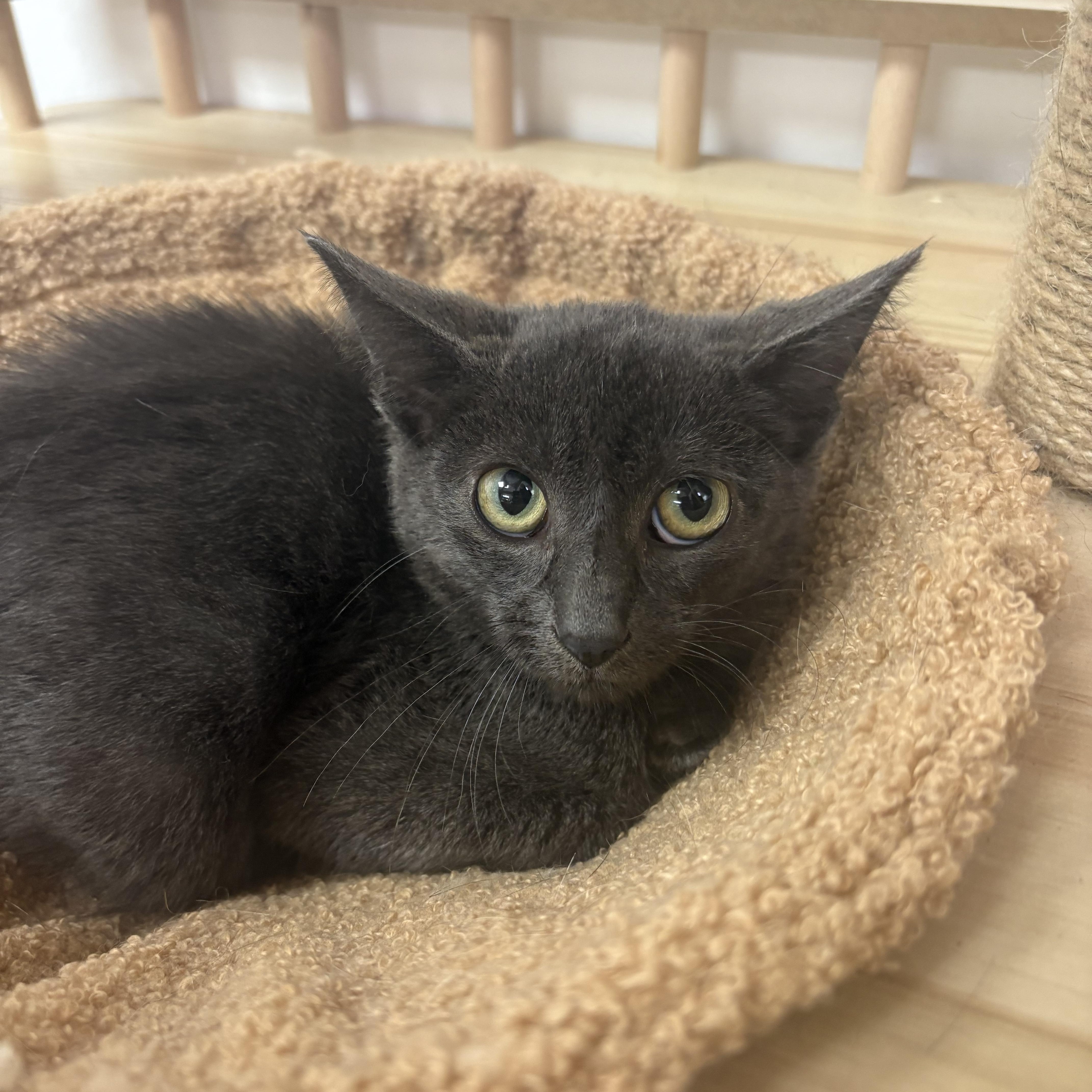 Dodger, Adoptable, Young Male Domestic Short Hair.