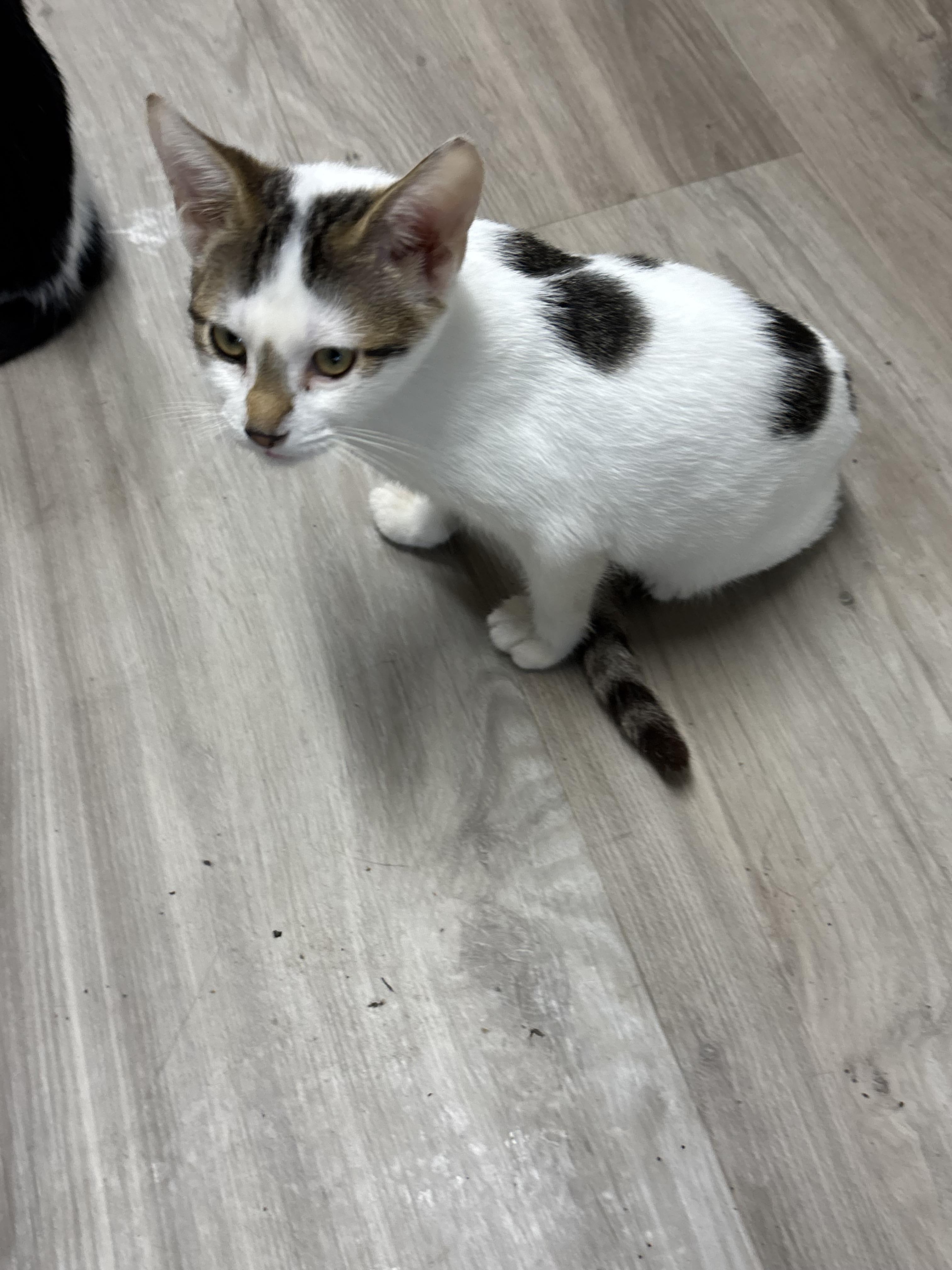 Enlarge Lane, a Adoptable Domestic Short Hair in Johnson City, TN image 2/3