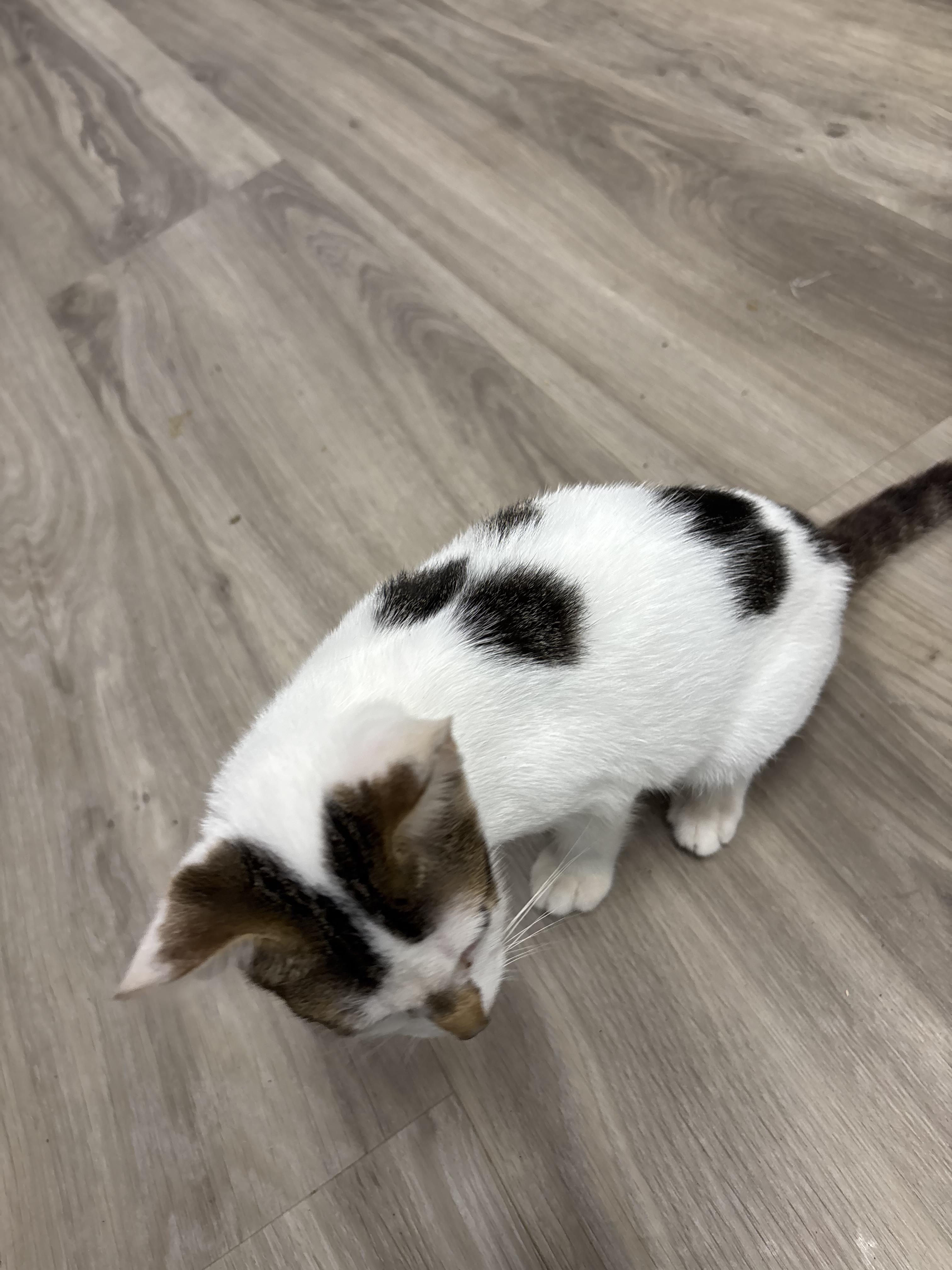 Enlarge Lane, a Adoptable Domestic Short Hair in Johnson City, TN image 3/3